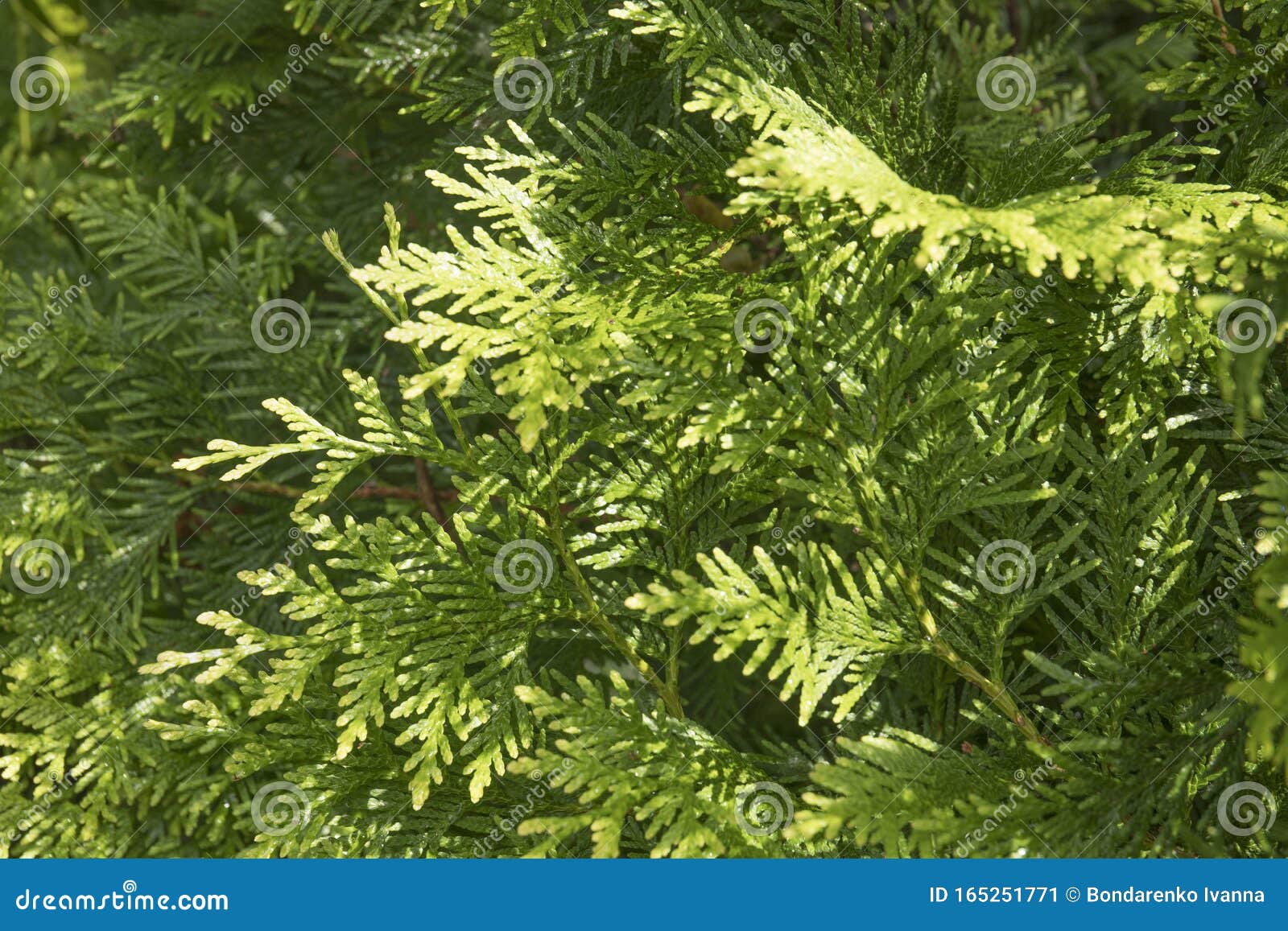 Closeup of Green Branches of Thuja Tree. Evergreen Coniferous Tree with