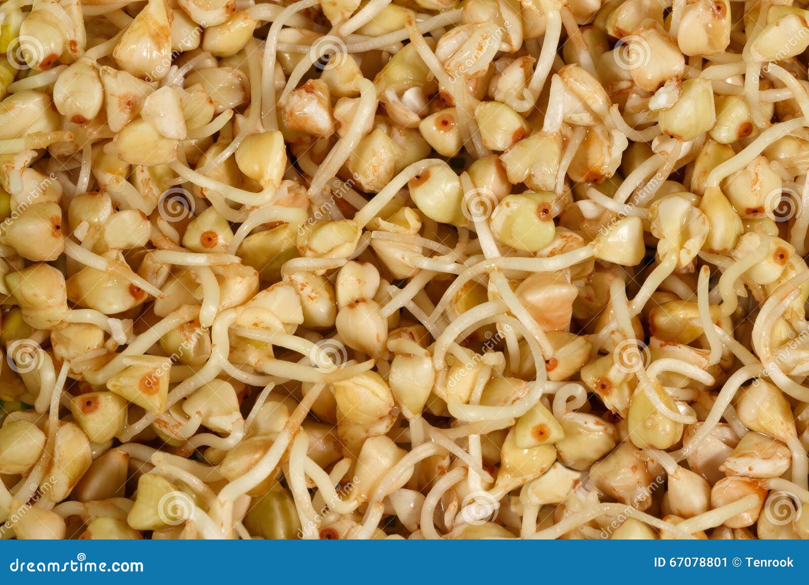 Closeup Green Buckwheat with Sprouts for Background Stock Image Image