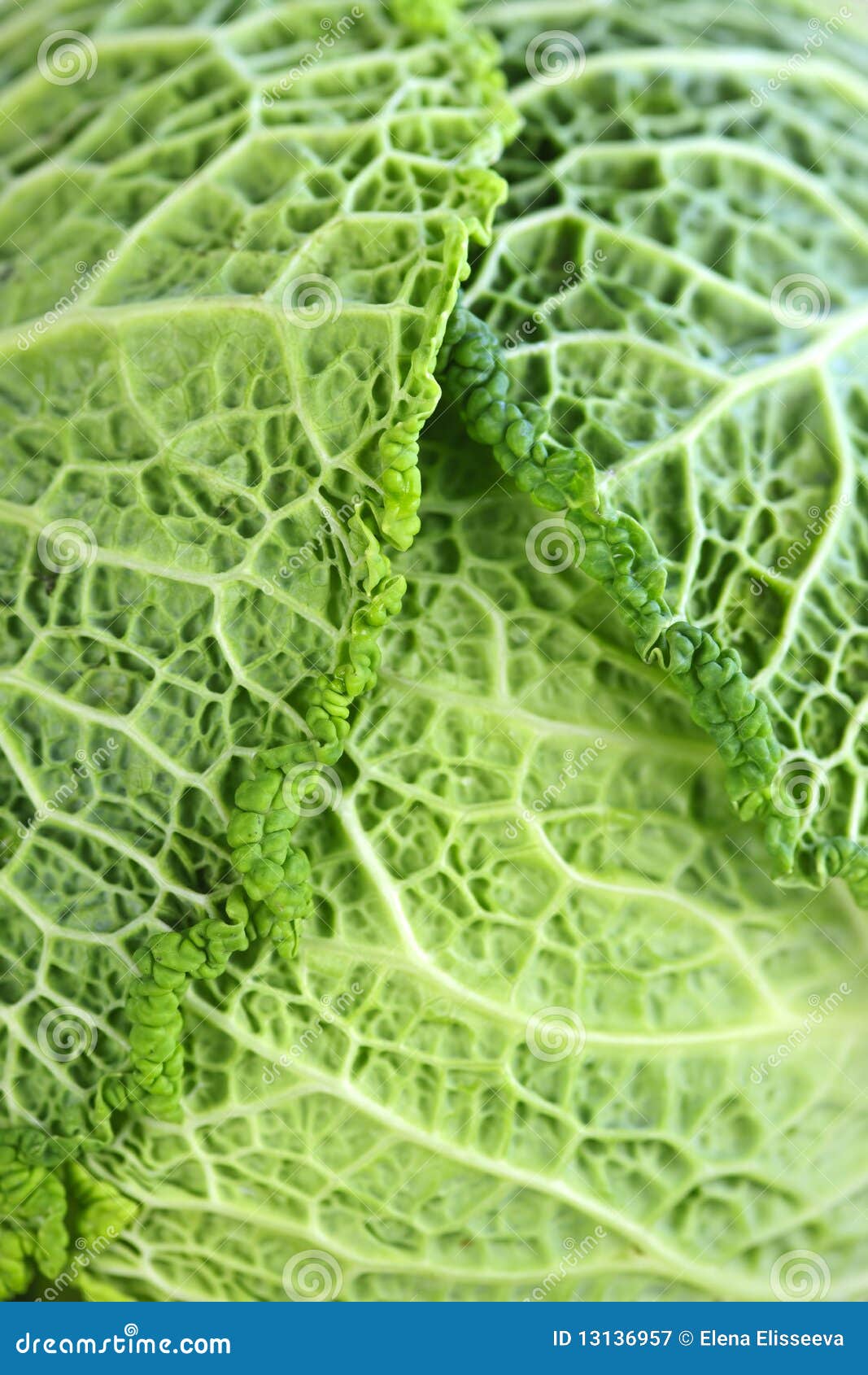 Closeup of Green Cabbage Leaves Stock Image Image of organic, details