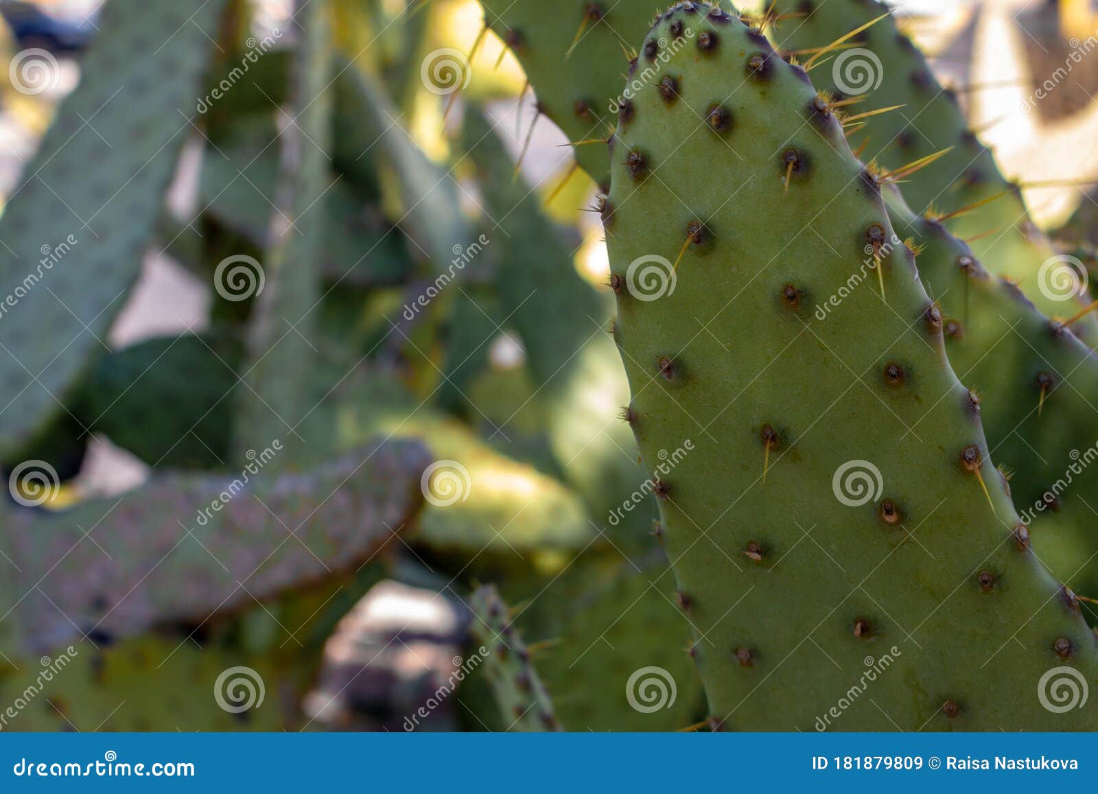 cow`s tongue prickly pear cactus or lengua de vaca cactus