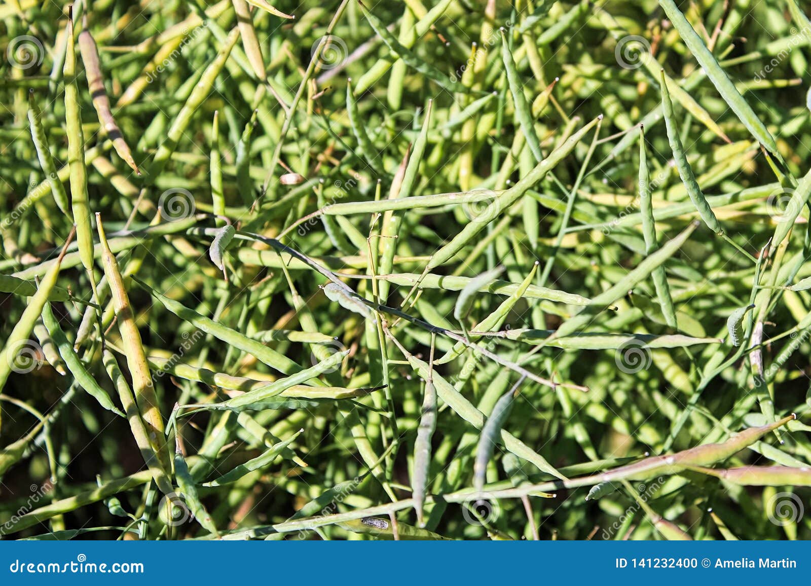 Closeup of Green Canola Seed Pods in Summer Stock Photo Image of commodity, tolerant 141232400