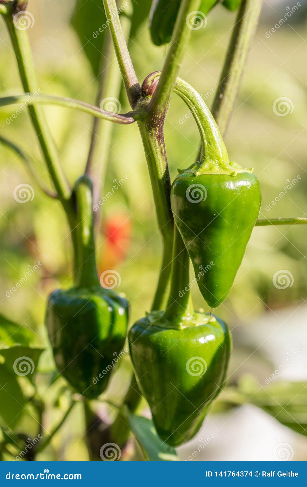 Green Hot Peppers Grow In Their Own Garden Stock Photo Image Of