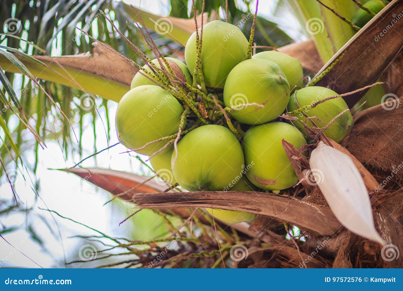 Closeup of Green Coconuts on the Coconut Tree Stock Photo Image of