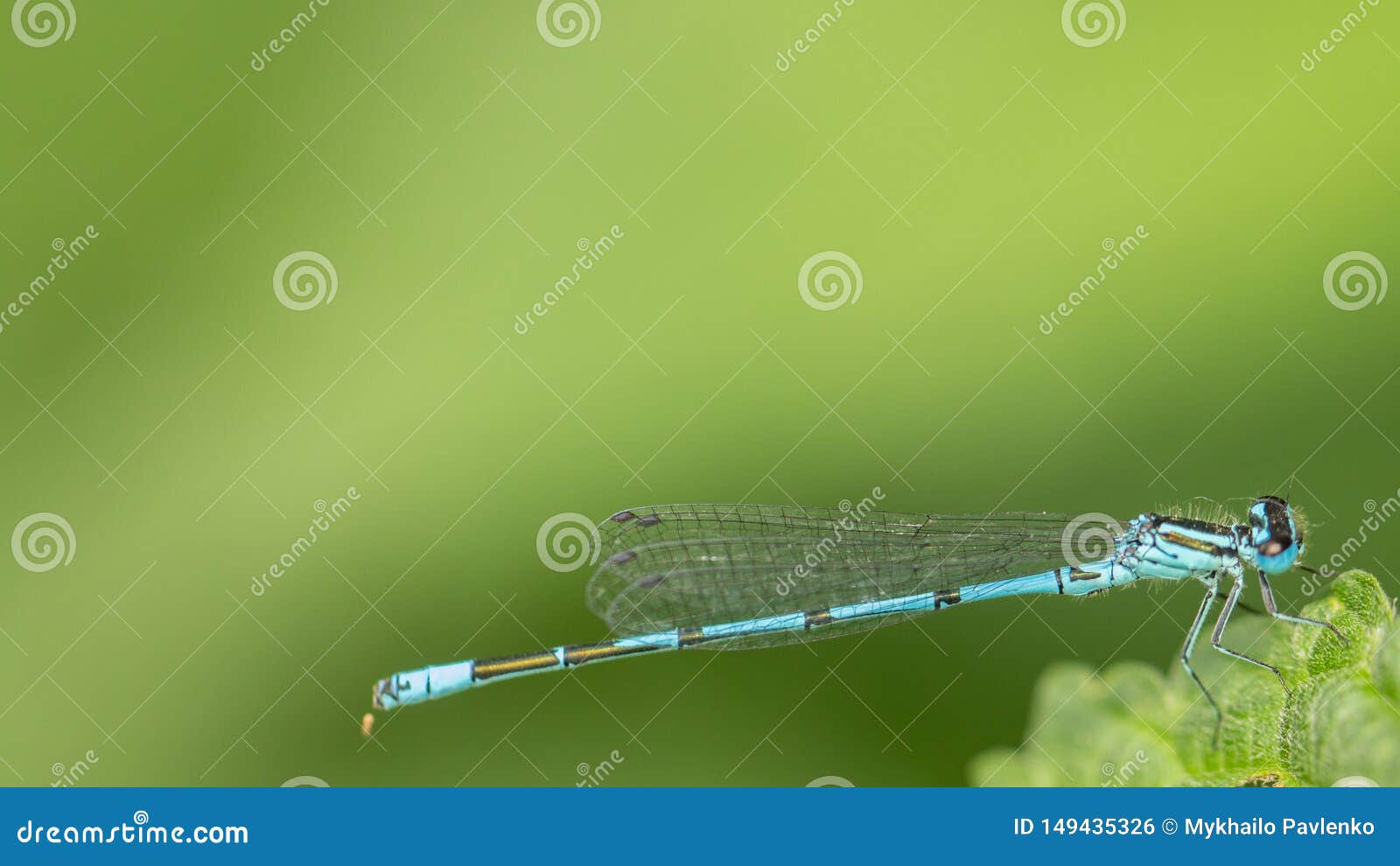 closeup a green dragonfly calopteryx virgo on green leaf background