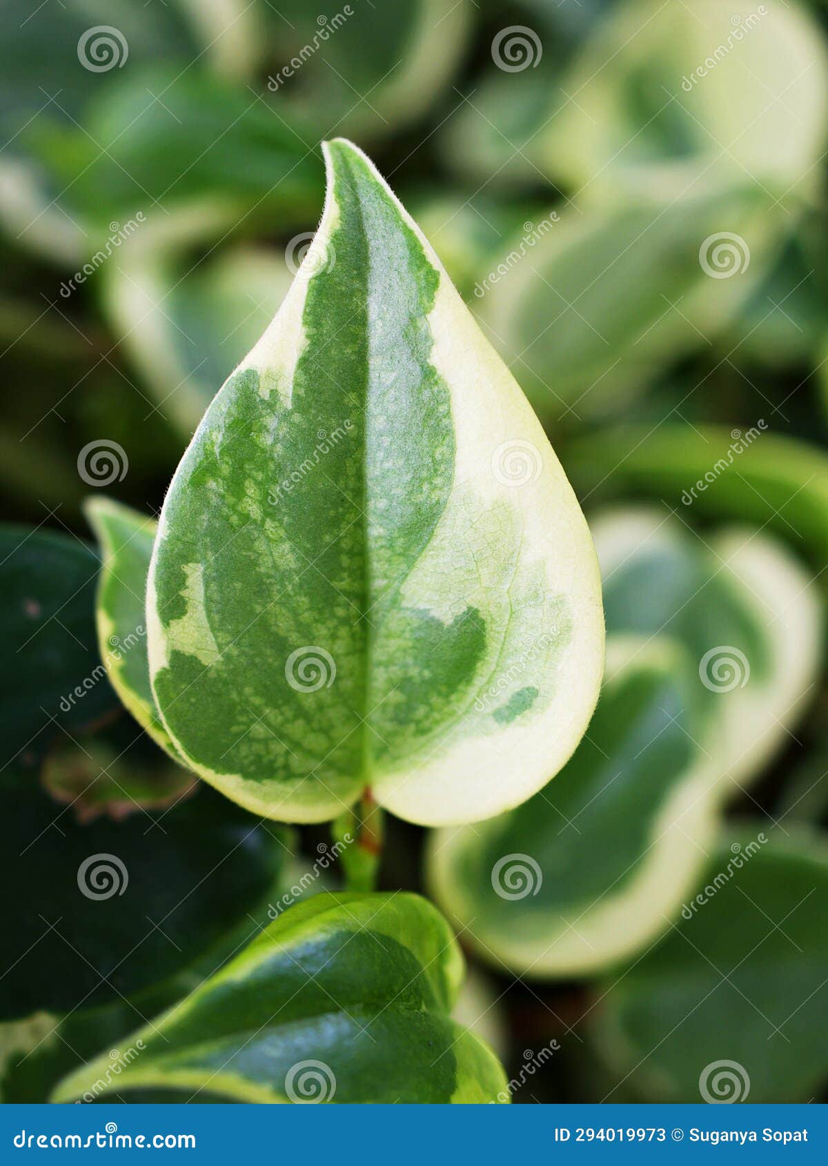 Closeup Green Foliage Leaves Peperomia Scandens Serpens Variegated ,Cupid  Peperomia ,Piper Stock Image - Image of detail, closeup: 294019973