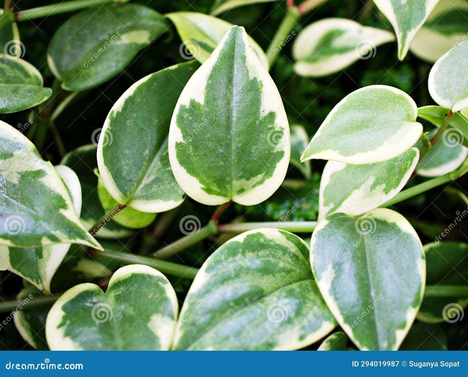 Closeup Green Foliage Leaves Peperomia Scandens Serpens Variegated ,Cupid  Peperomia ,Piper Stock Image - Image of detail, indoor: 294019987