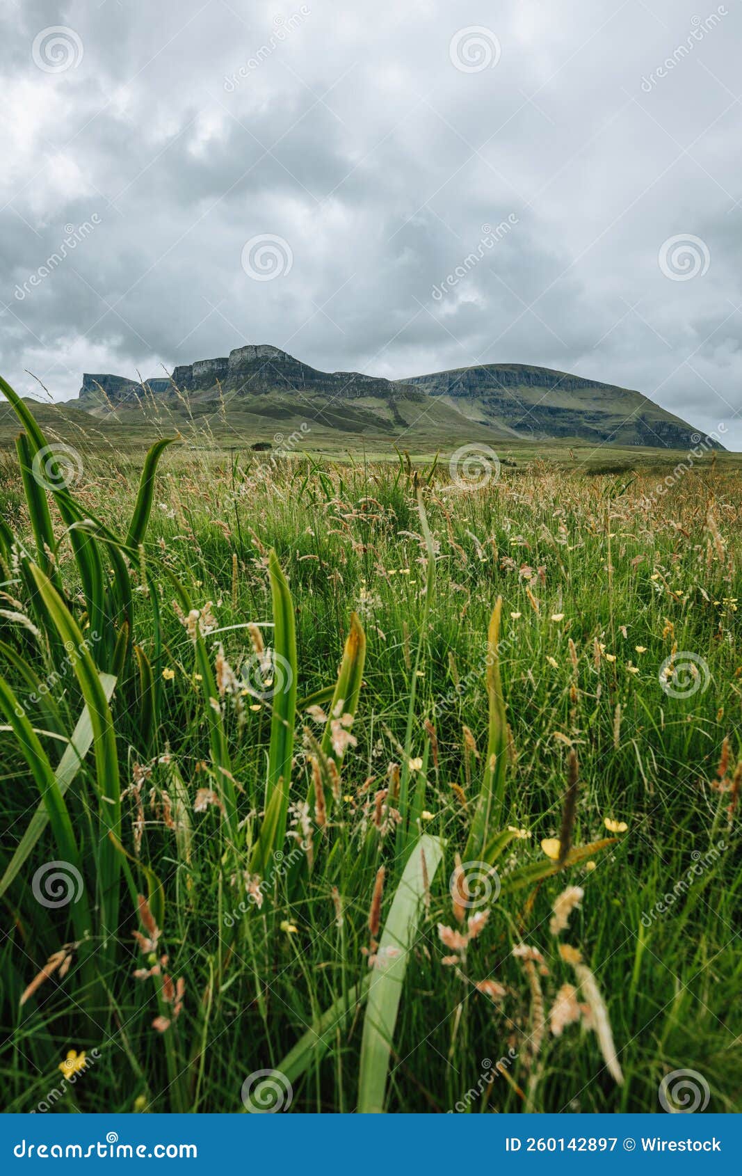 closeup of green grass and vegetation against hills on the skie island in scotland
