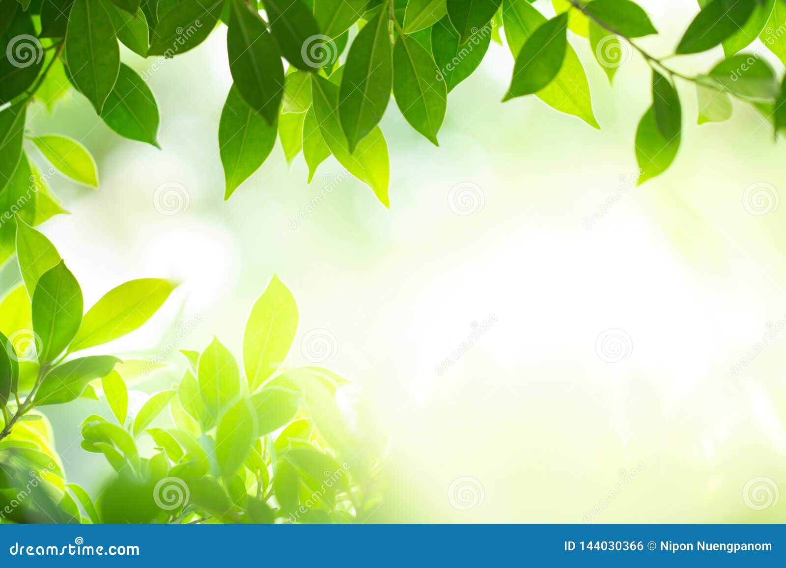 Green Leaves Under Sunlight on Blurred Background Stock Photo - Image of  color, blur: 144030366