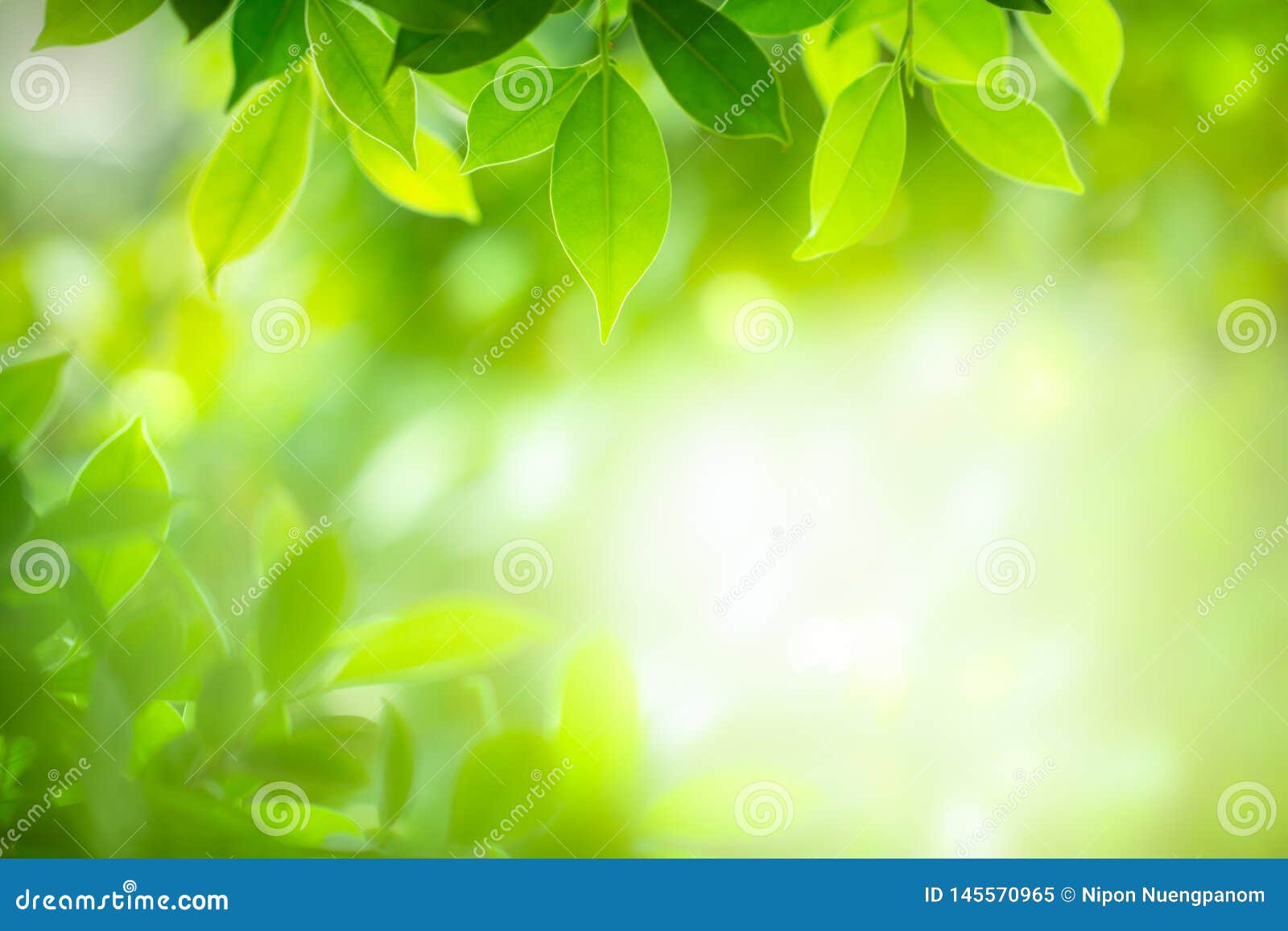 Closeup Green Leaf on Blurred Background Stock Image - Image of blur,  abstract: 145570965