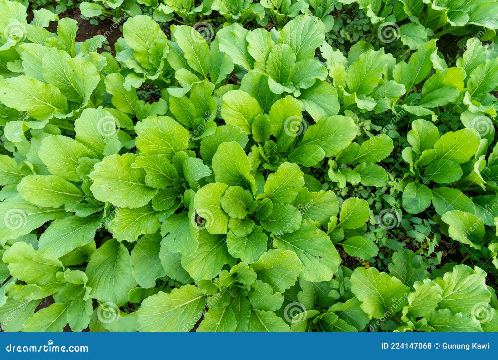 Green Leaf Mustard in Growth at Vegetable Stock Photo Image of