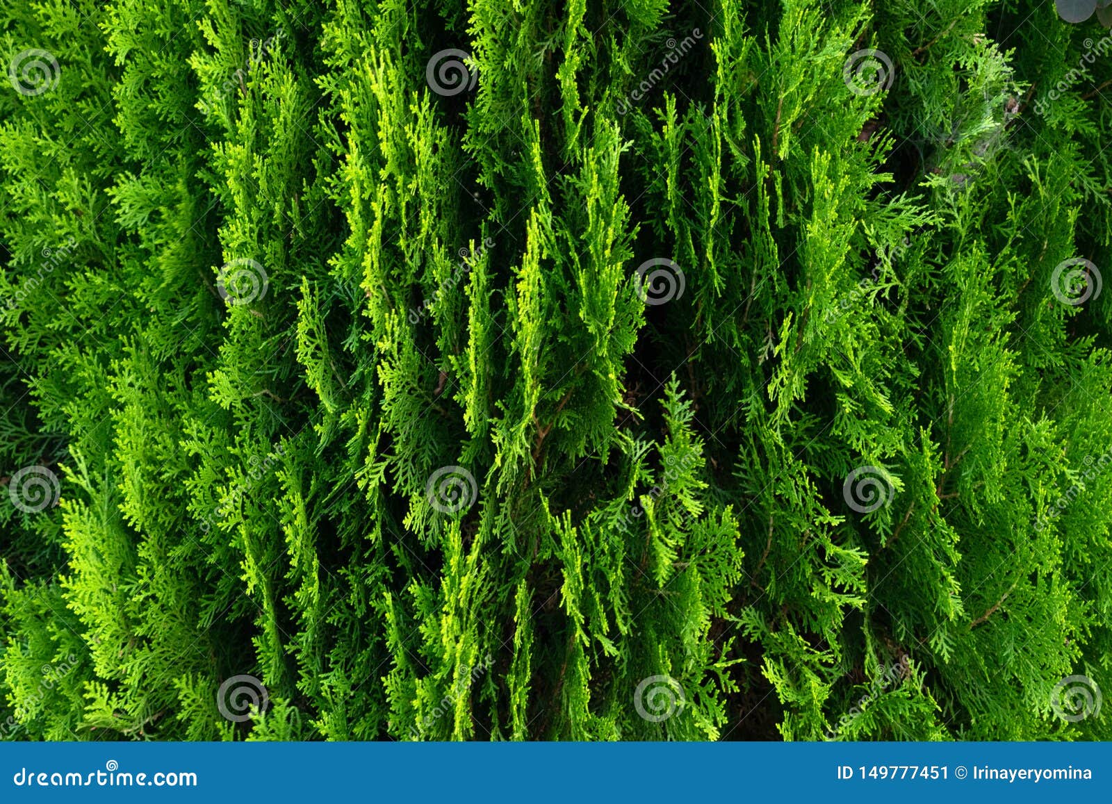 closeup of green leaves of thuja trees. green thuja occidentalis columna texture macro. evergreen coniferous tree, platycladus