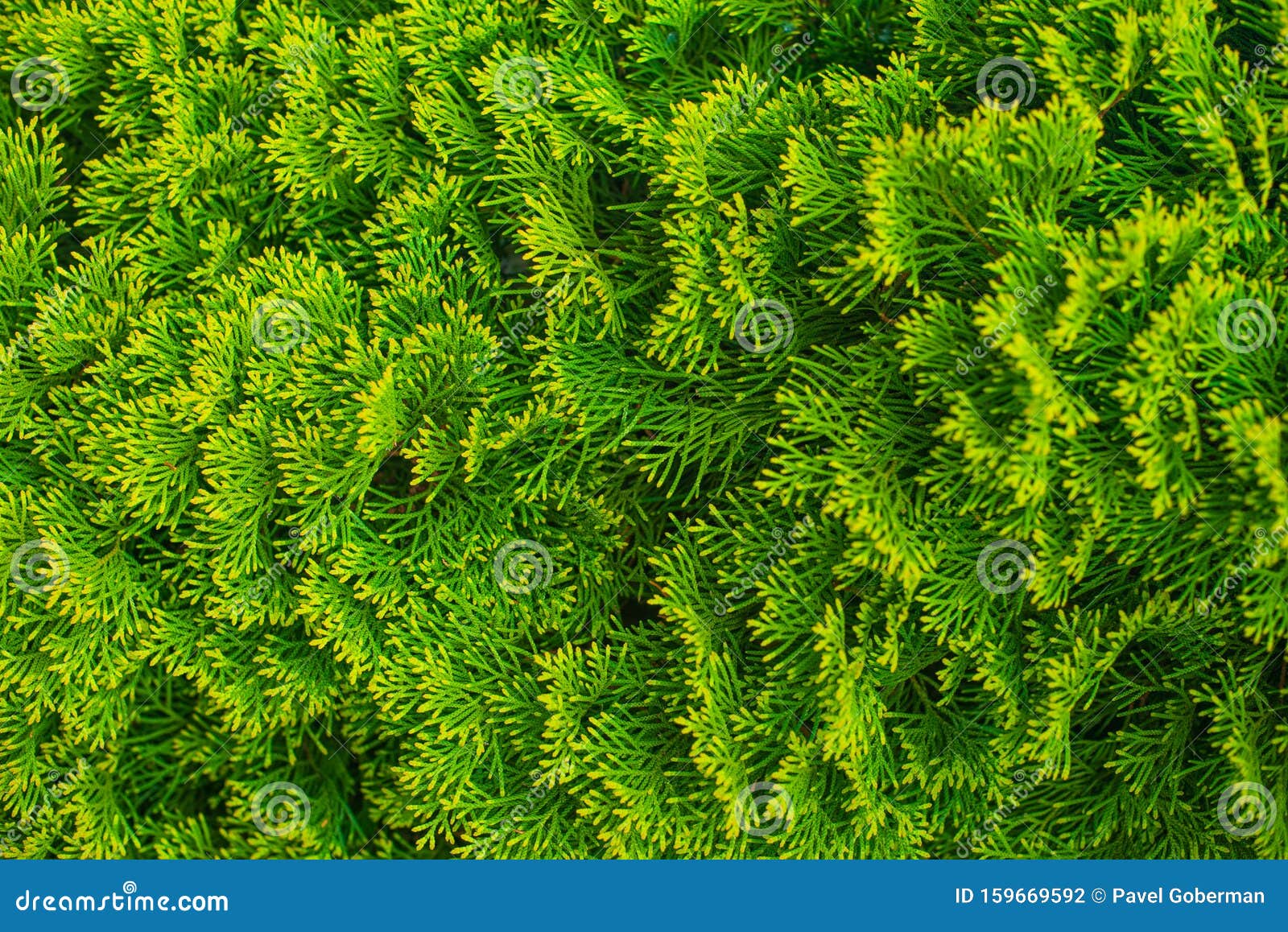 closeup of green leaves of thuja trees. green thuja occidentalis columna texture macro. evergreen coniferous tree, platycladus