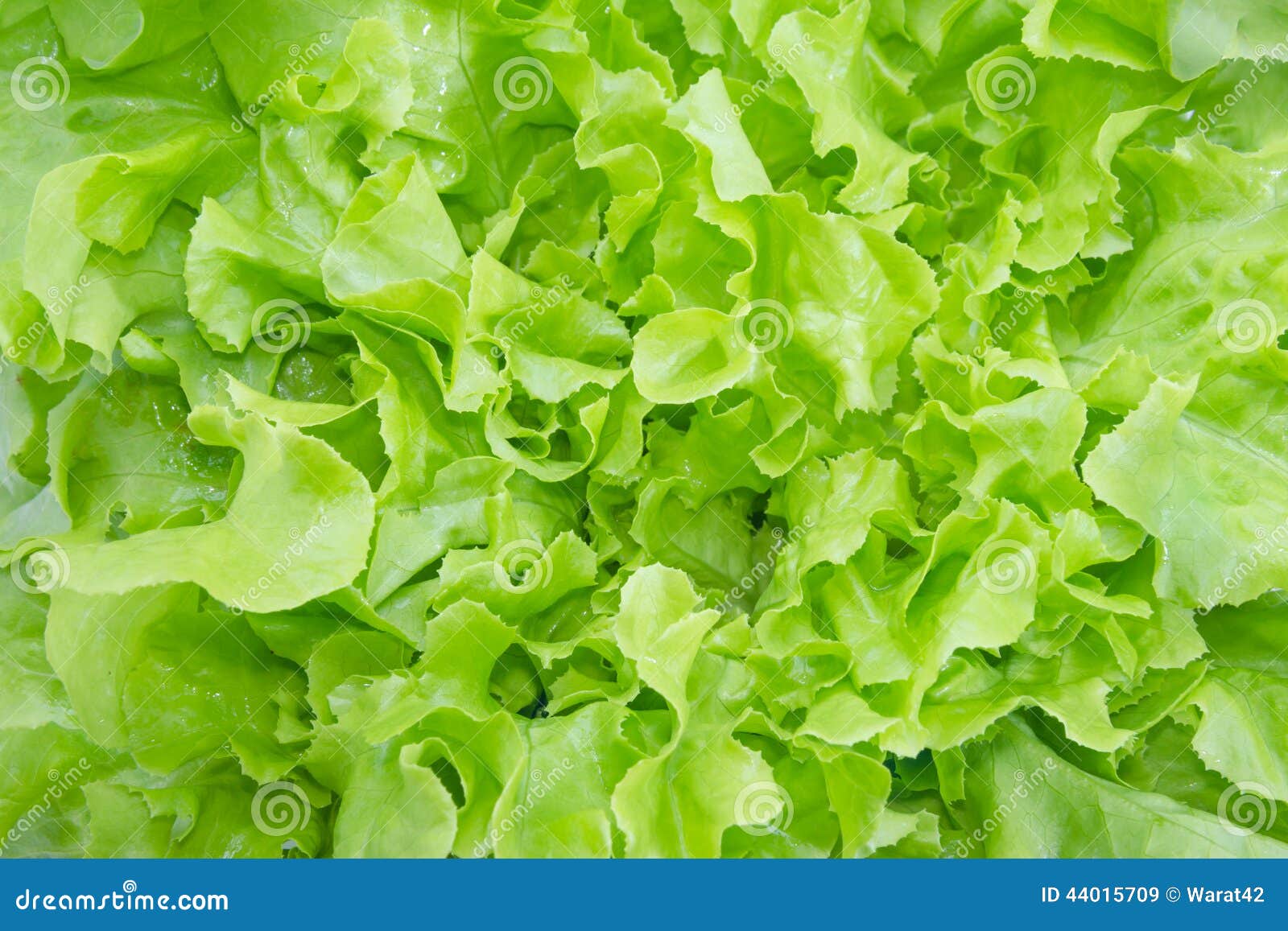 Closeup Green Oak Leaf Lettuce Stock Image Image of lettuce