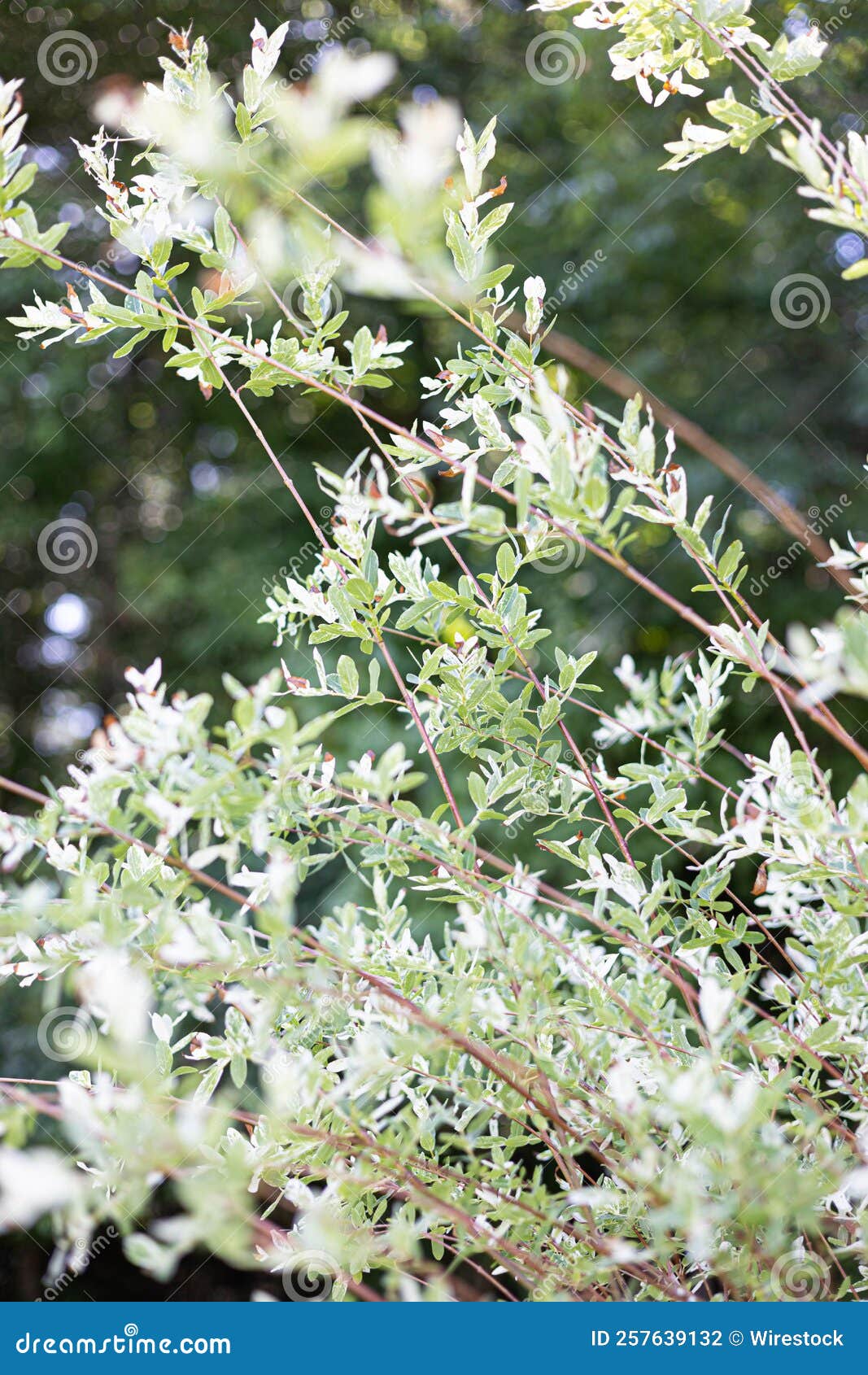 Closeup of Green Salix Integra Branches Stock Photo Image of tree
