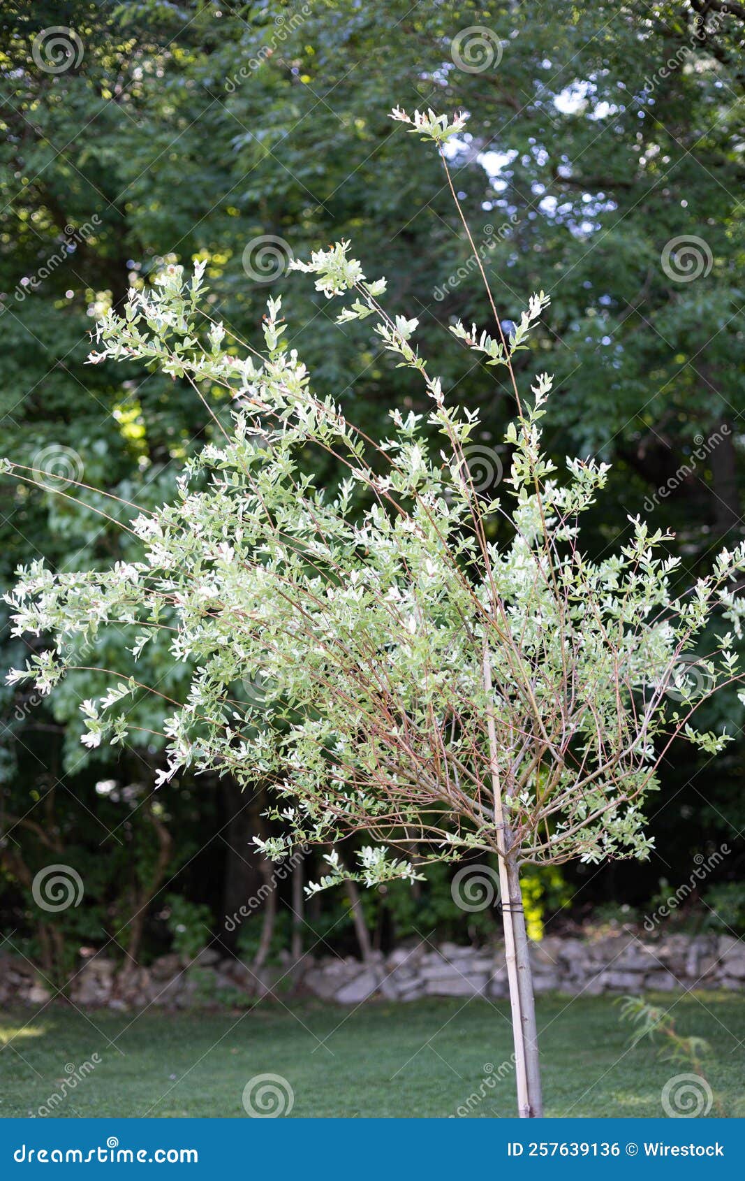 Closeup of Green Salix Integra Branches Stock Photo Image of tree