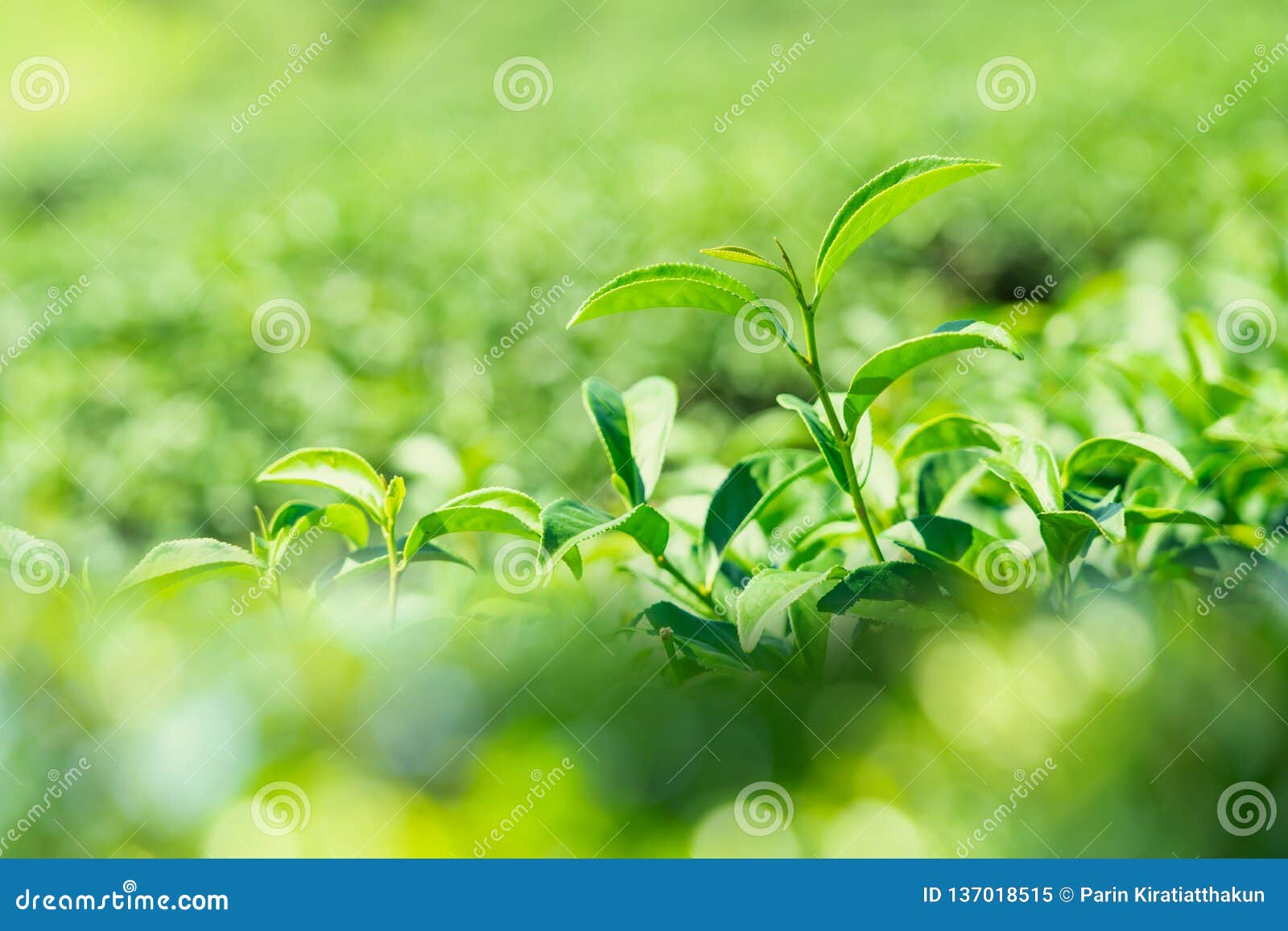 Closeup Green Tea Leaves in Tea Plantation. Stock Image Image of blur