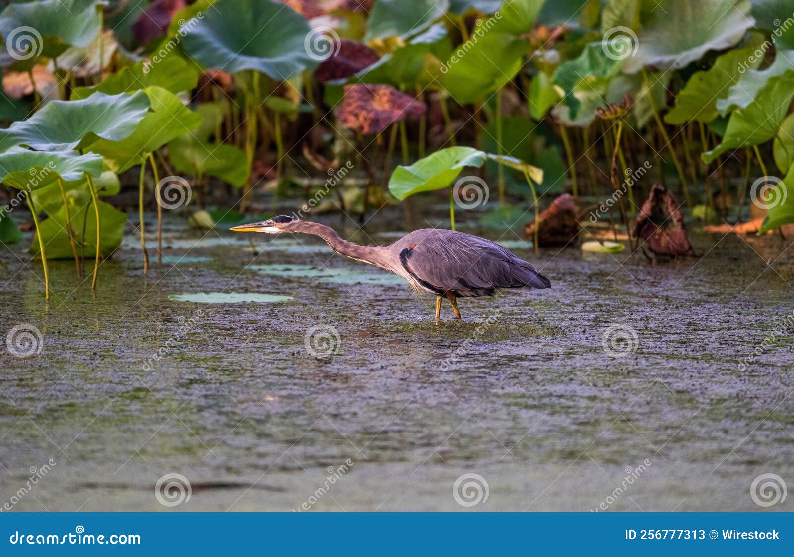 Closeup of a Gret Blue Heron Bird on a Pond Covered in Algae Stock