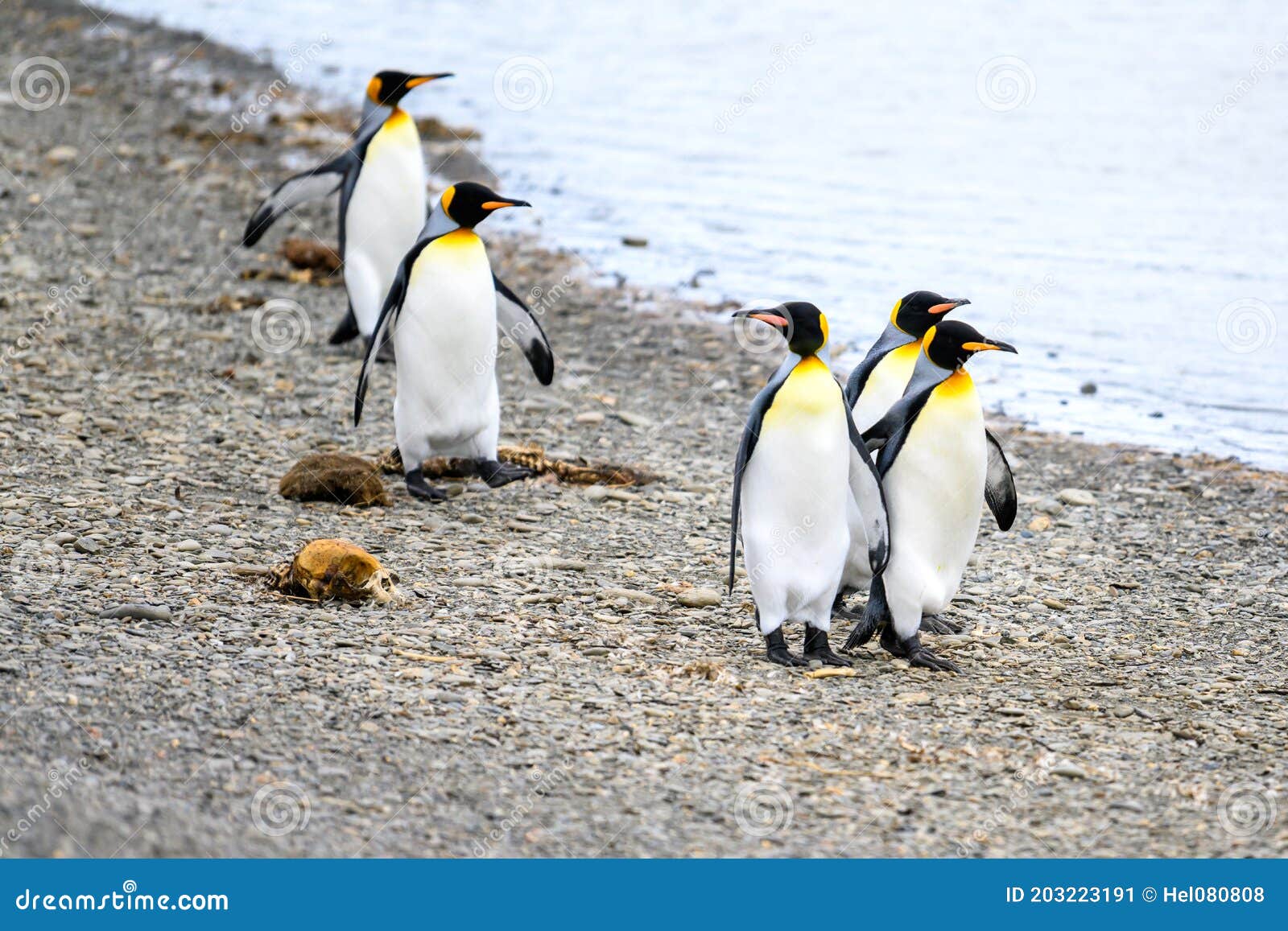 king penguins - aptendytes patagonica, group of penguins walking on beach, gold harbour, south georgia