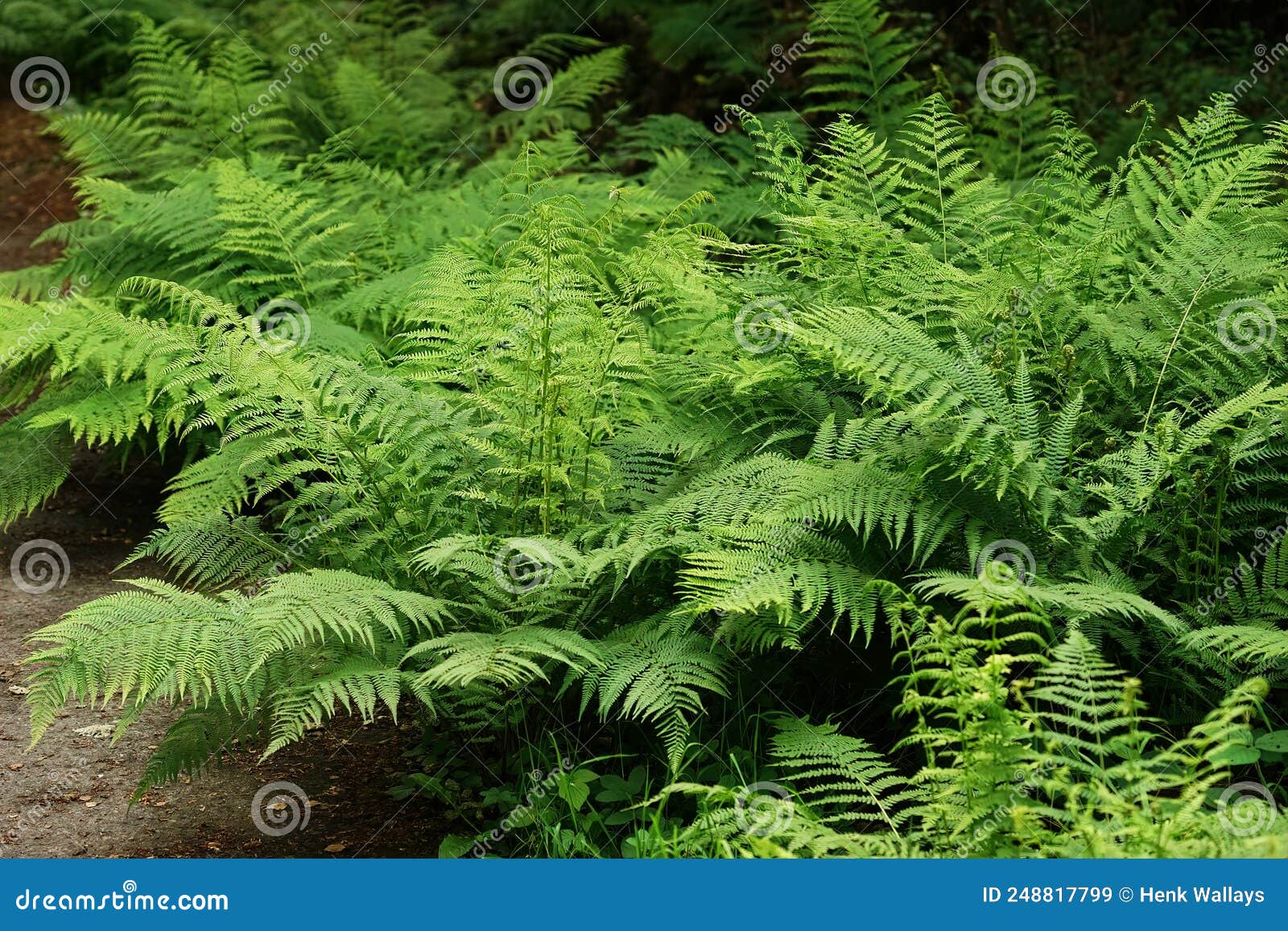 closeup on a grouped aggregation of green lady ferns, athyrium filix-femina