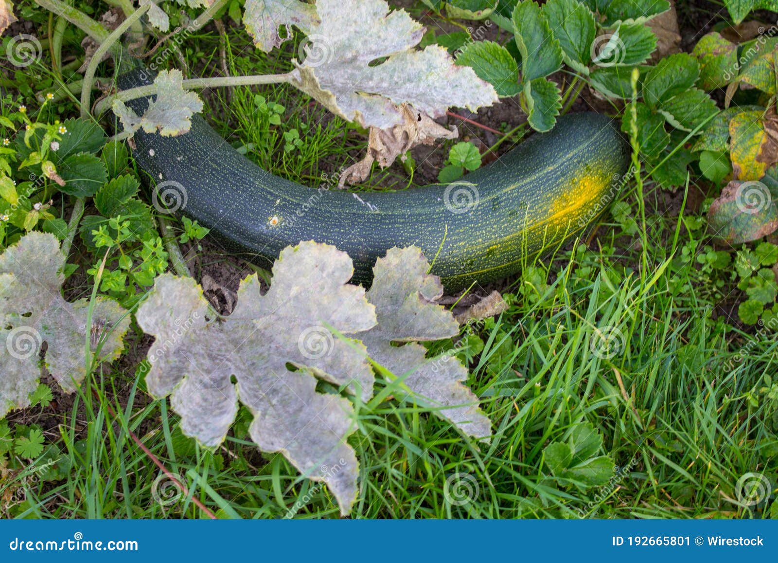 Closeup of Growing Zucchini Plant Lying on the Ground Stock Image