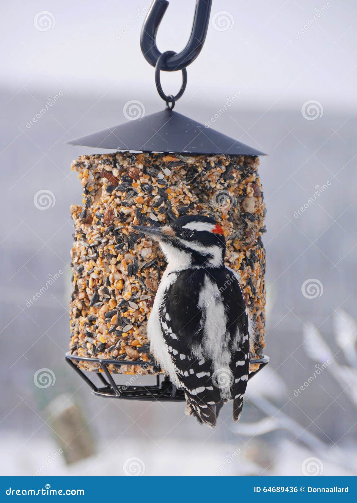 Closeup of Hairy Woodpecker on Feeder Stock Photo - Image of royalty