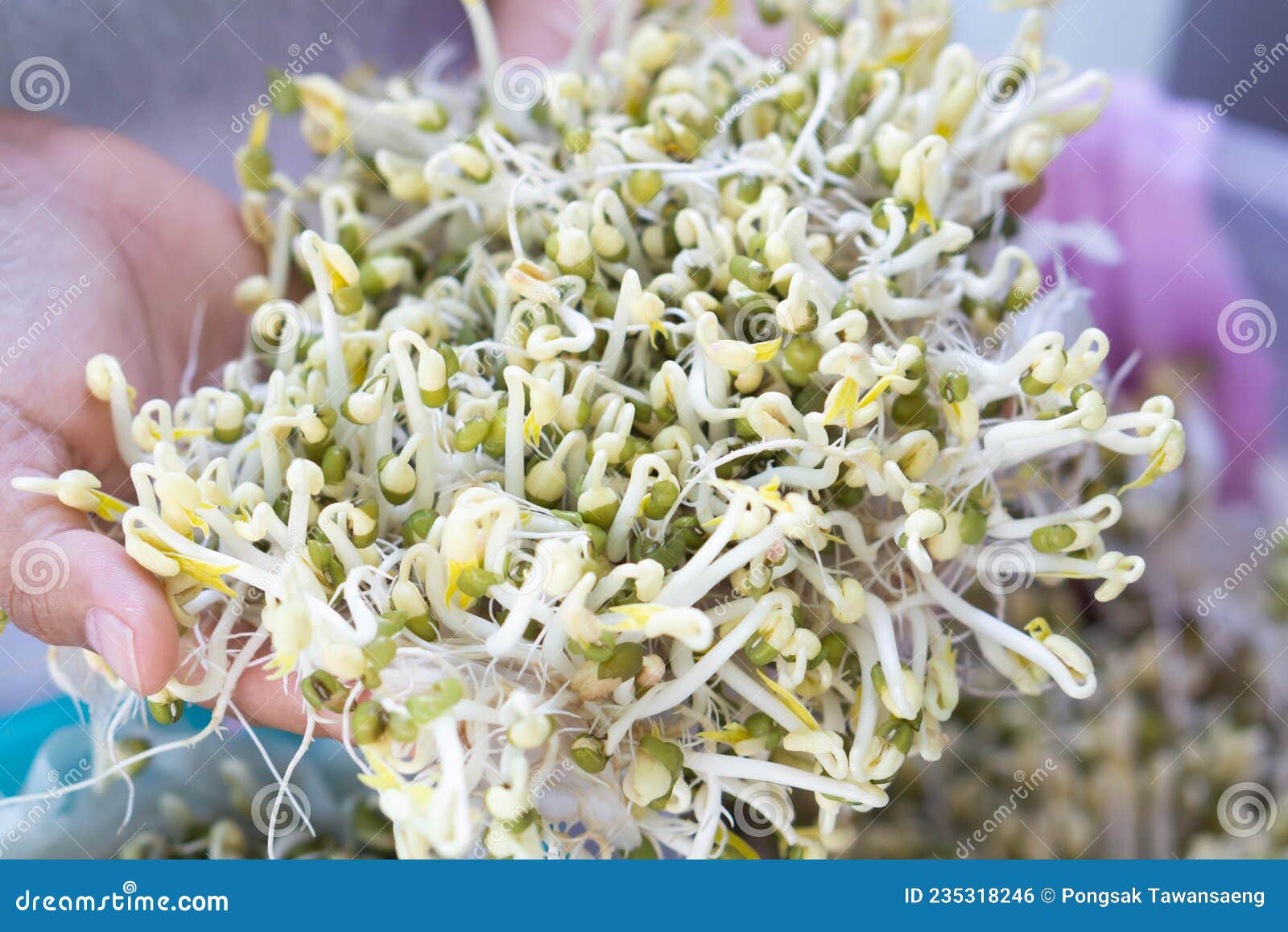 closeup hand holdingfresh bean sprouts with blured blackgroun, healthy food concept