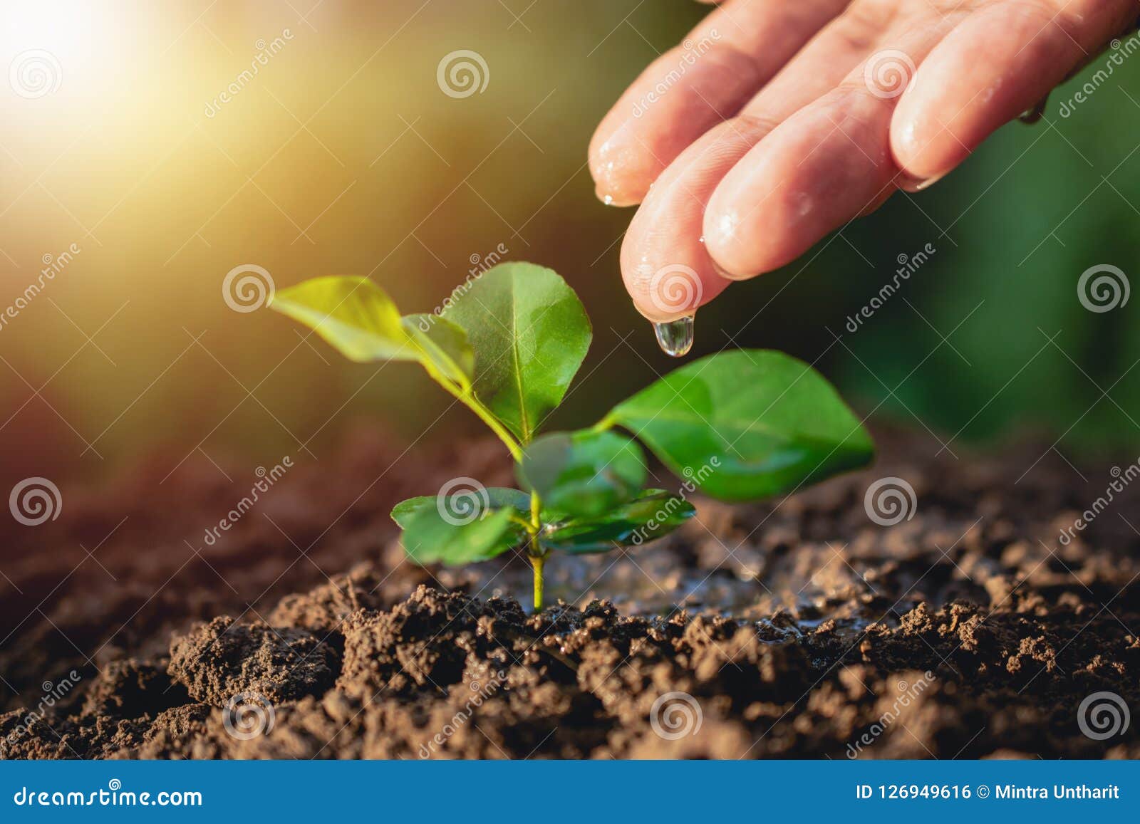 closeup hand of person holding abundance soil with young plant i
