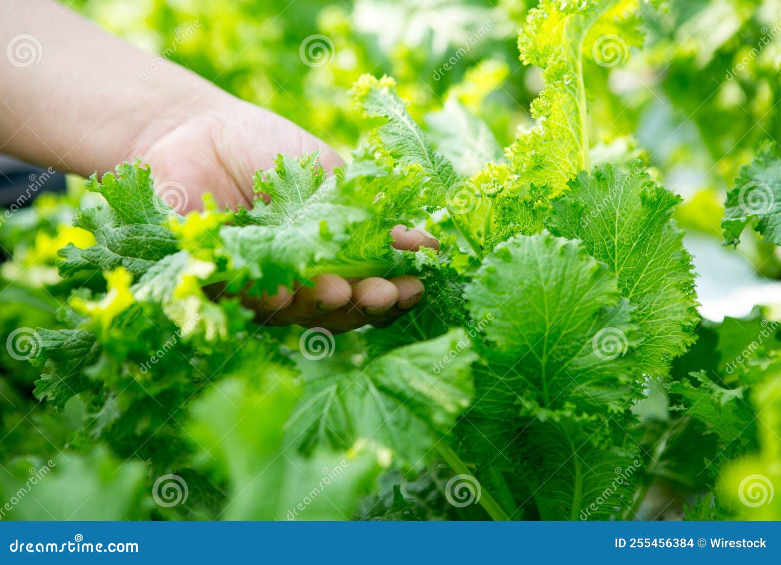 Closeup of Hand Picking Mustard Greens from a Garden Stock Photo