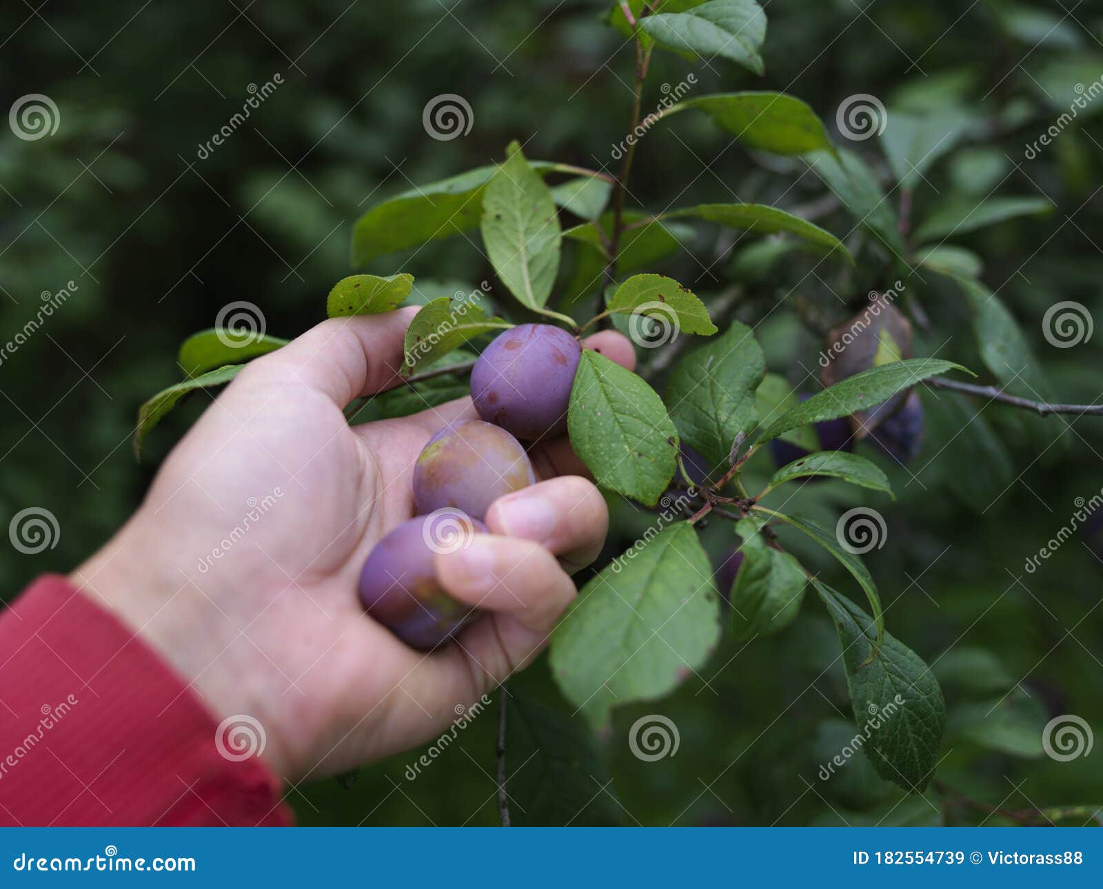 Hand picking ripe plums stock image. Image of plantation 182554739