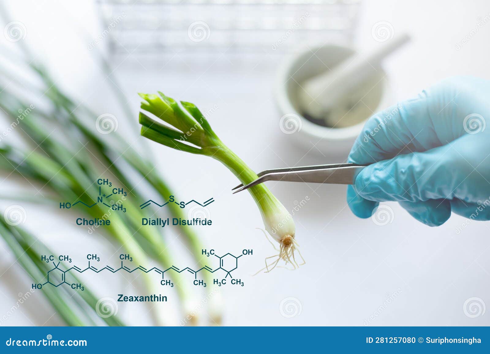closeup of hand showing spring onion vegetable specimens for food quality control test. spring onion vegetables include the
