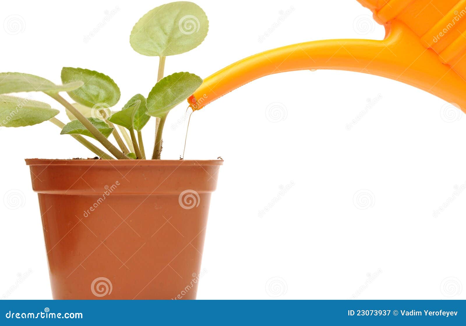 Closeup Hand Watering a Plant with Watering Can Stock Image - Image of ...