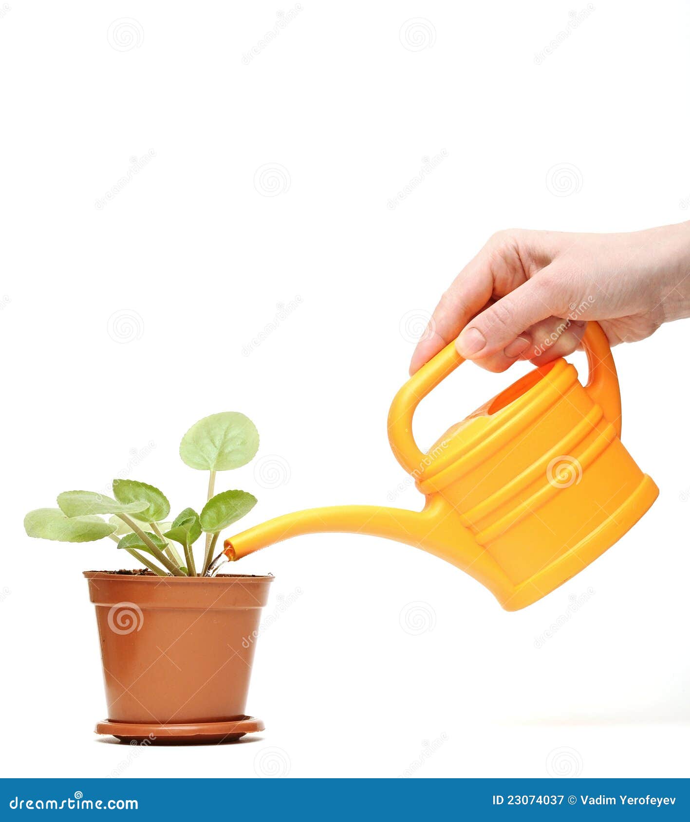 Closeup Hand Watering A Plant With Watering Can Royalty Free Stock ...