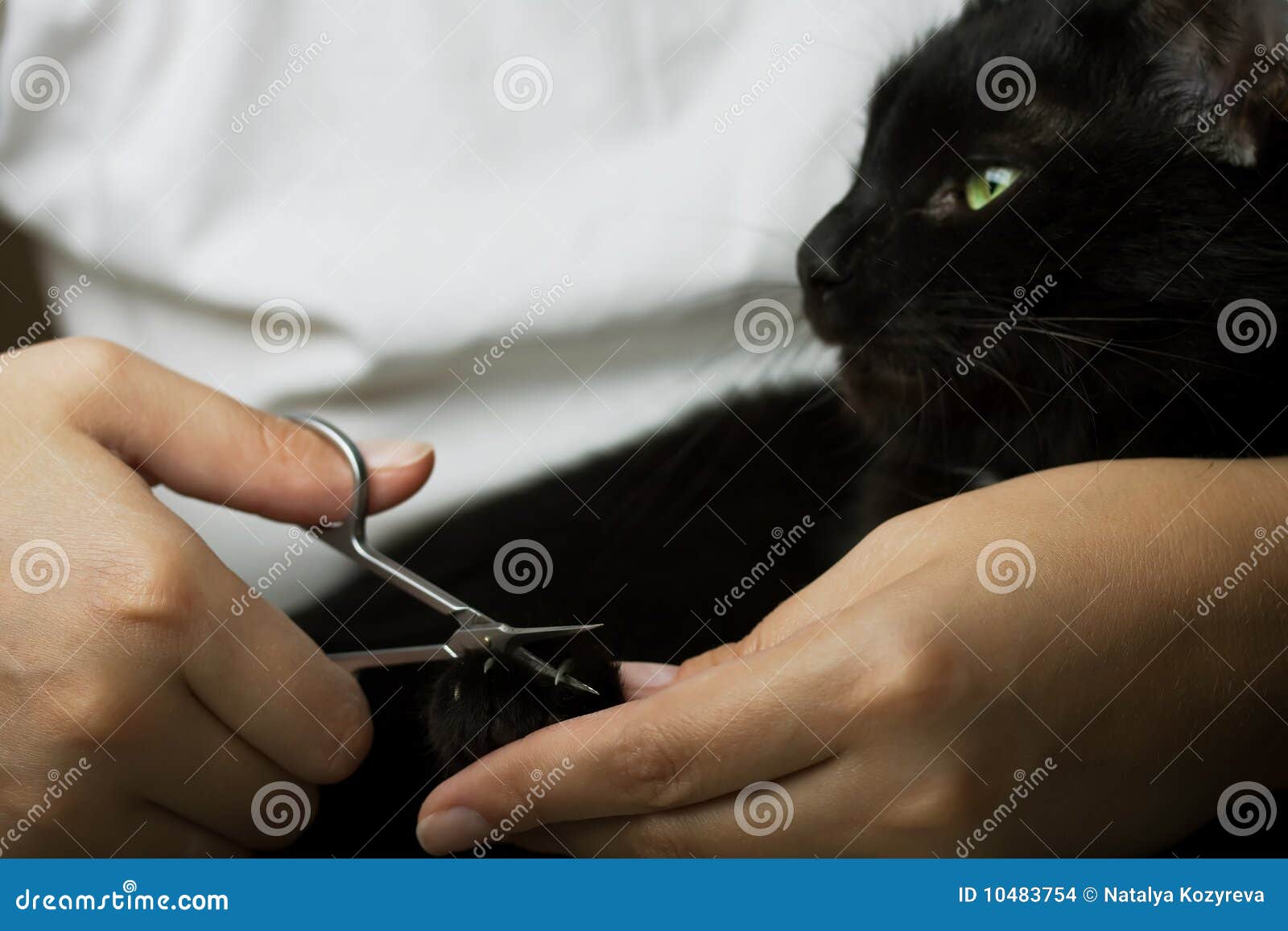 Closeup of Hands Doing Cat Manicure Stock Photo Image of pets
