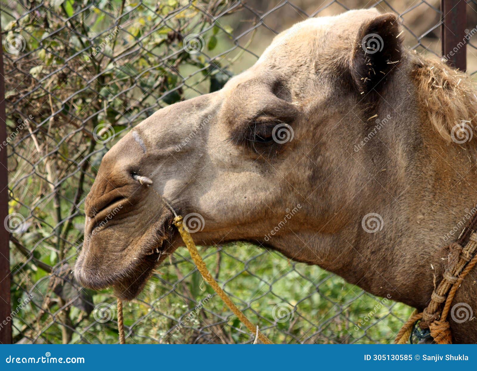 closeup of head of dromedary or one-humped camel (camelus dromedarius) : (pix sanjiv shukla)