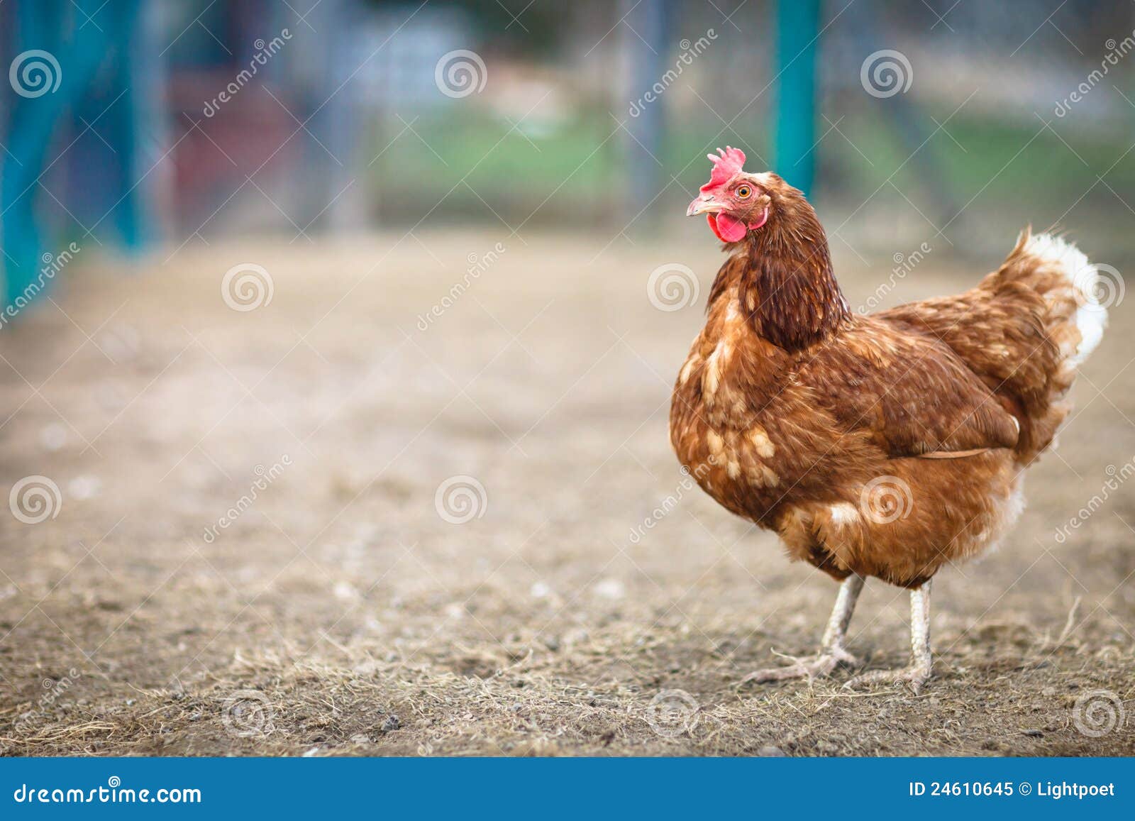 Closeup Of A Hen In A Farmyard Royalty Free Stock Photo ...