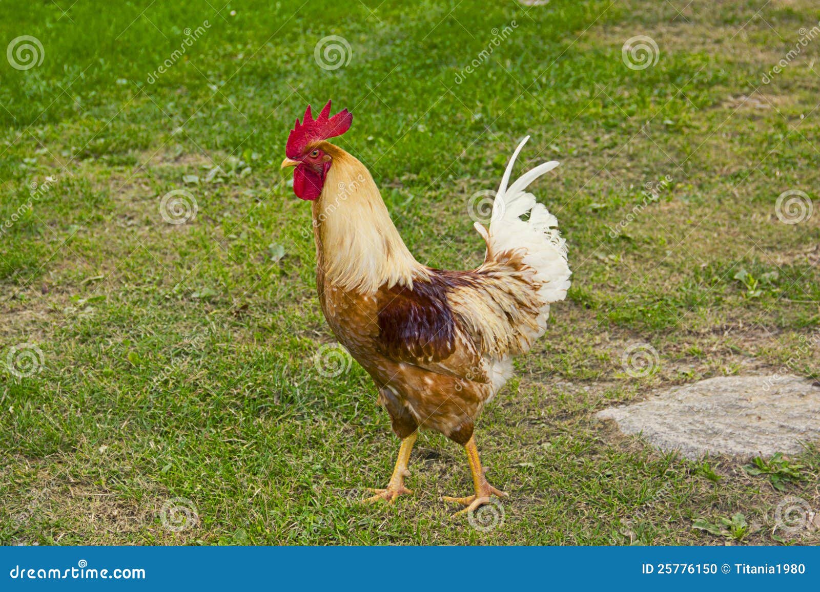 closeup of a hen in a farmyard