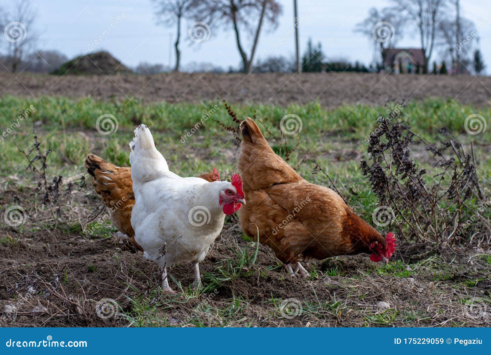 The definition of free-range chickens