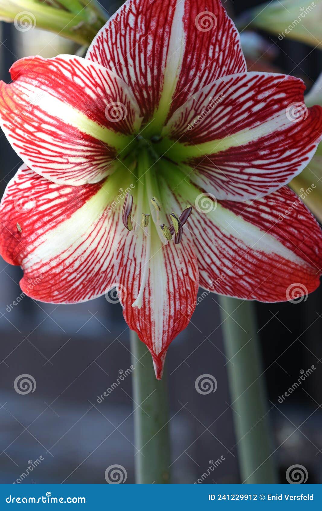 Closeup of an Amaryllis in a Garden Stock Photo - Image of herbaceous ...