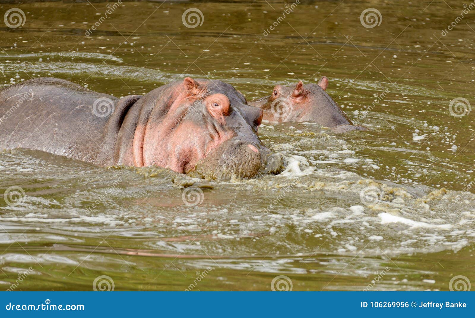 closeup of hippopotamus in water playing