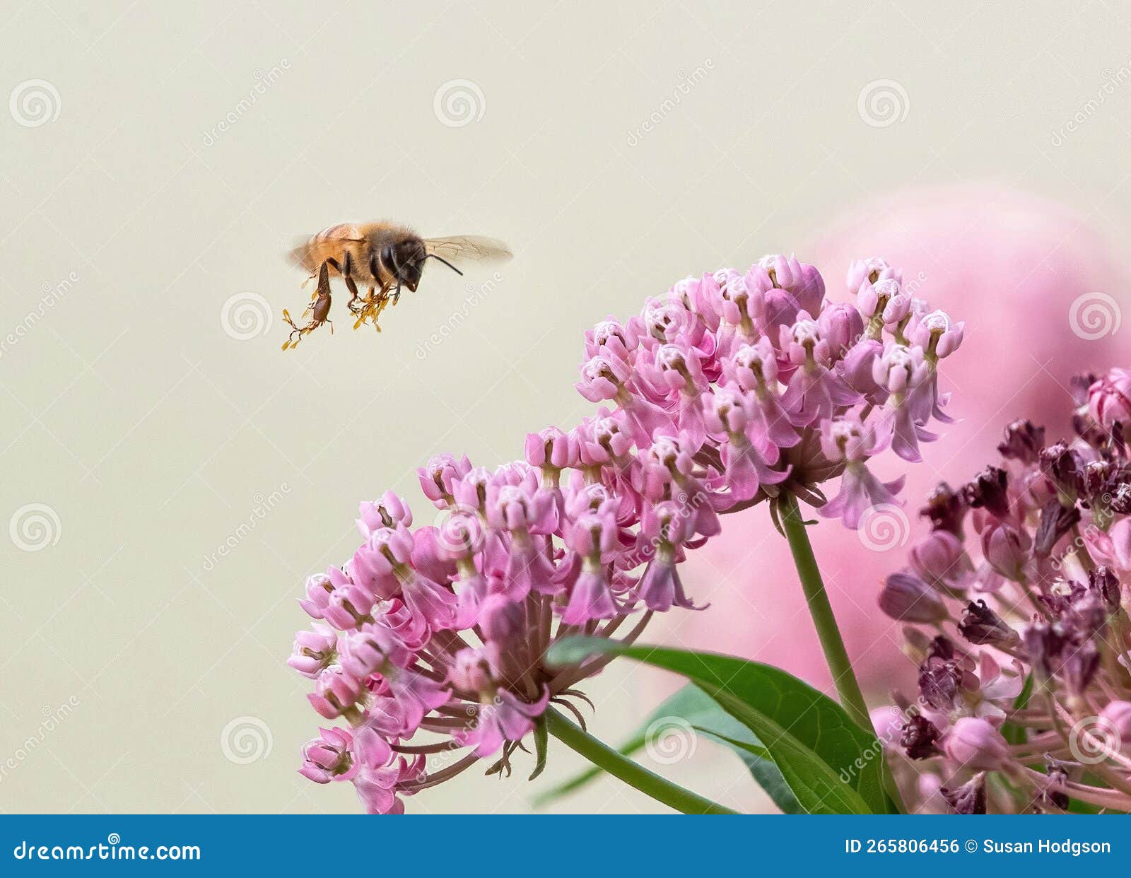 honeybee flying with pollinia granules dangling