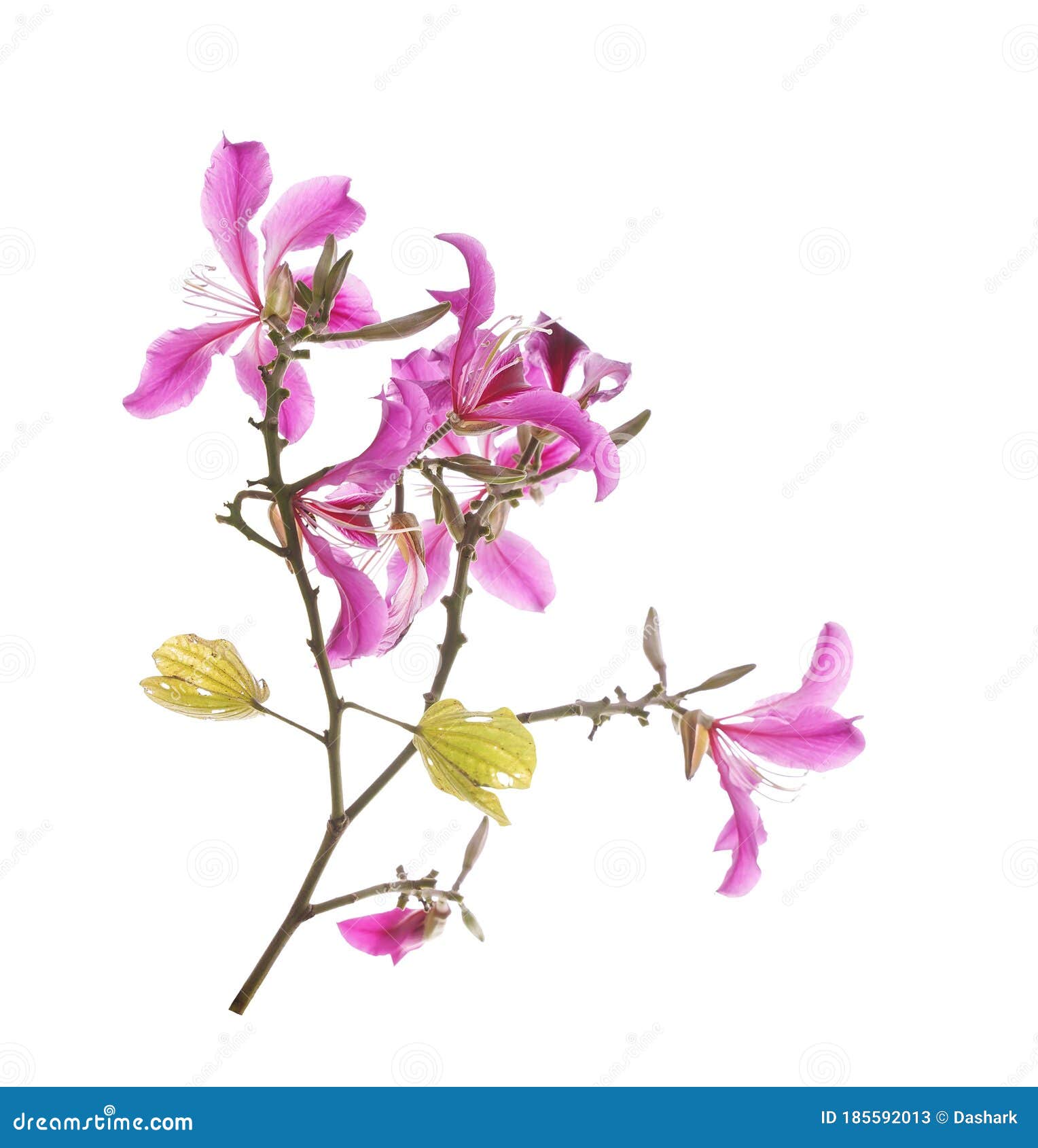 Closeup Hong Kong Orchid Flower or Bauhinia with a Green Leave Isolated ...