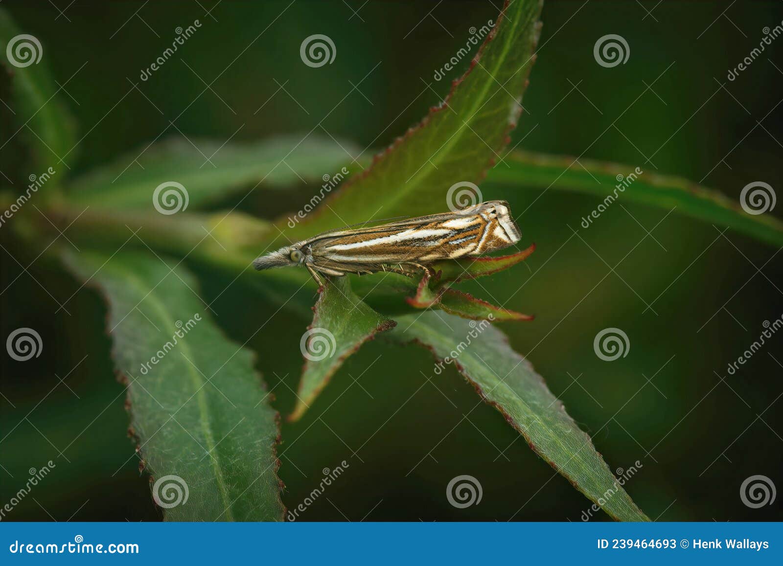 closeup on a hook-streak grss-veneer moth, crambus lathoniellus sitting in the vegetation