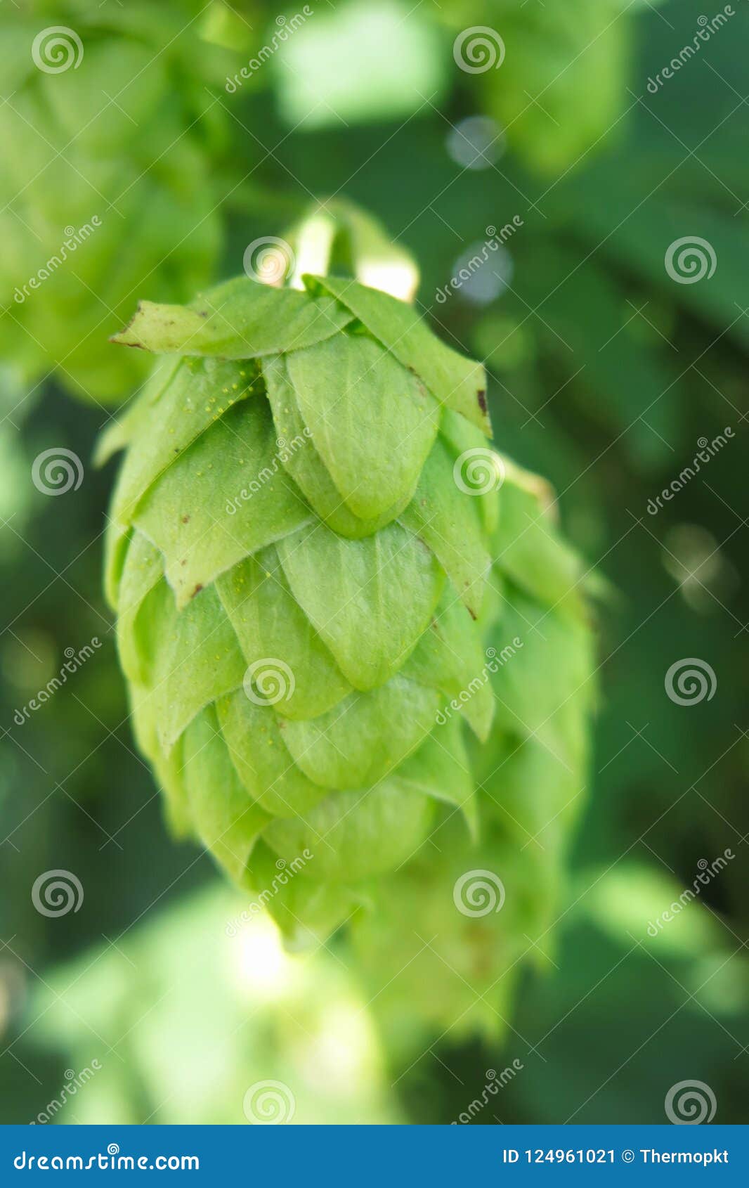 Closeup of a hops flower stock image. Image of hops 124961021
