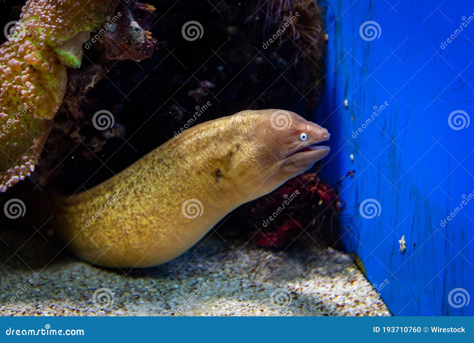 Closeup Horizontal Shot of a Moray Eel in the Aquarium Stock Photo