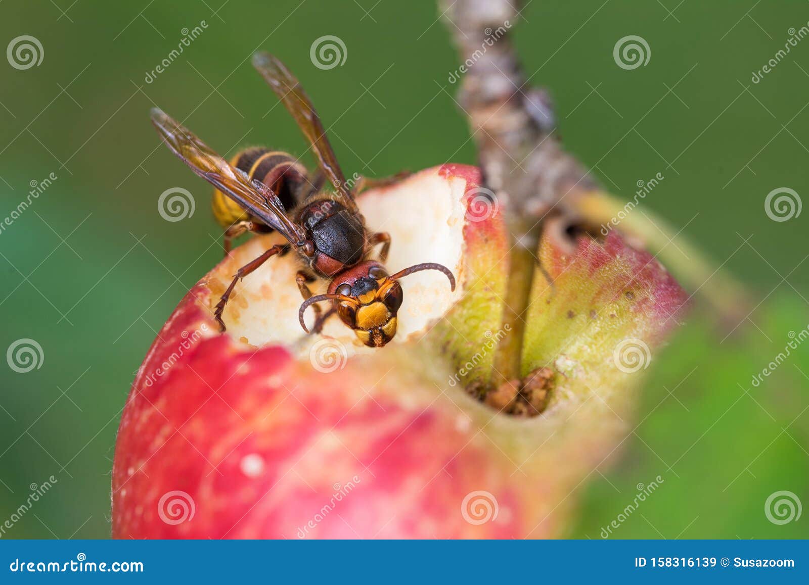 apple photos search for blurry apple photos search for blurry