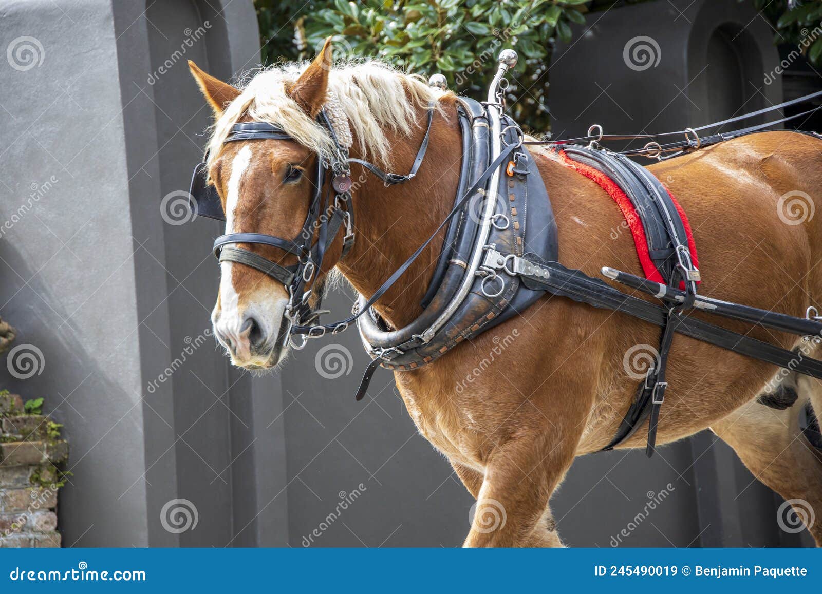 Closeup of a Horse with a Bridle Stock Image Image of cart, farm