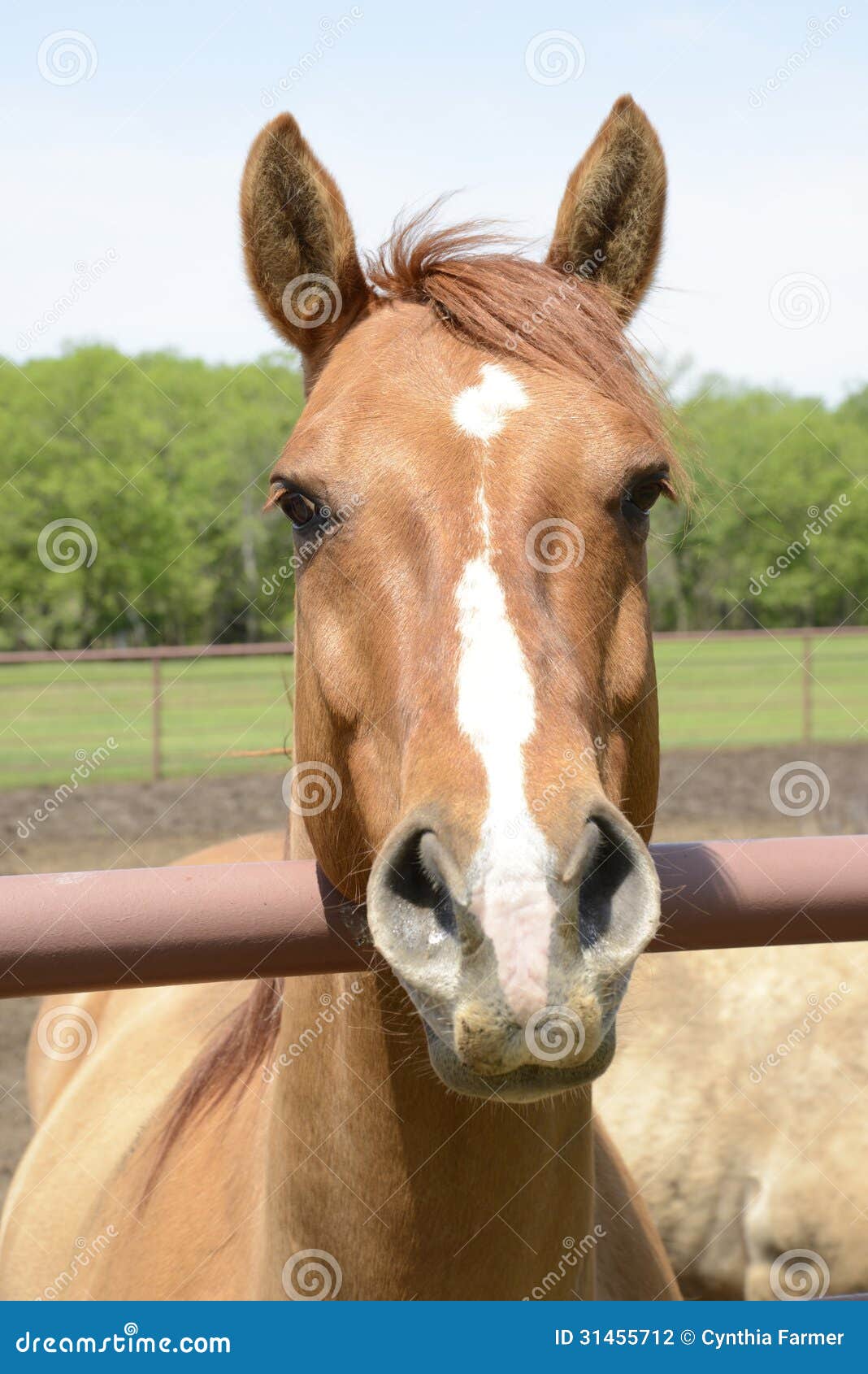 Closeup Of A Horse Head Stock Photography Image 31455712