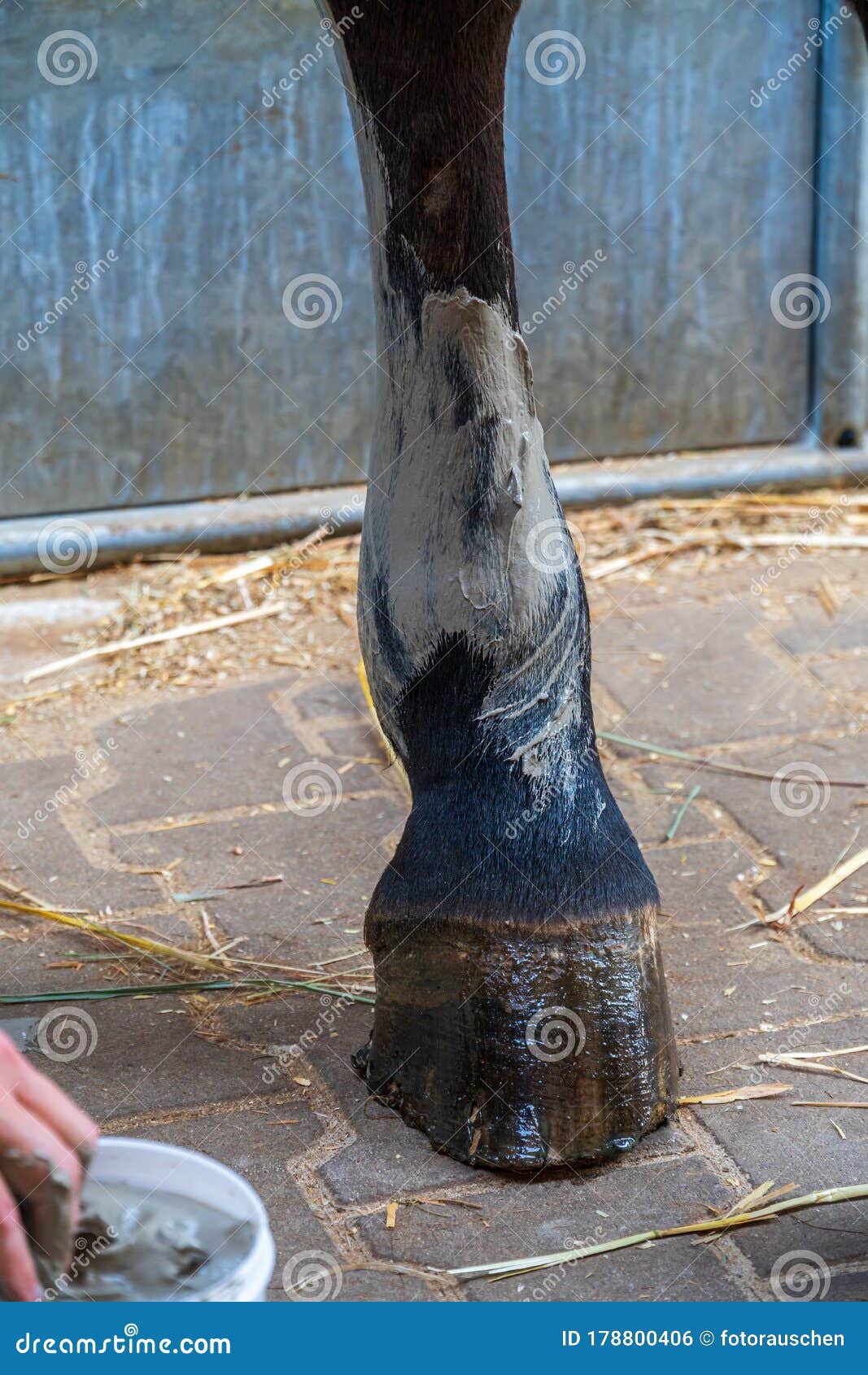 closeup of a horse`s hind leg with gray alumina clay paste applied as medical treatment against tendinitis tendon inflammation