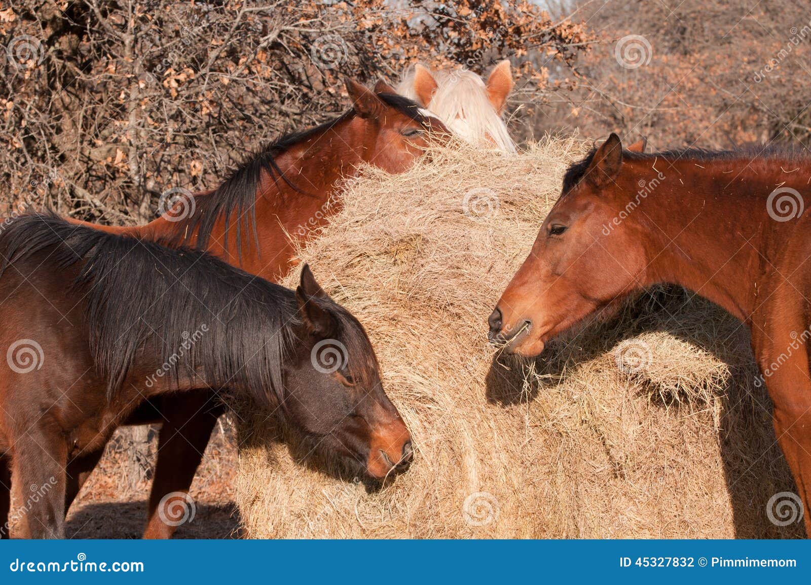 Closeup of Horses Eating Hay Stock Photo Image of nature, horses