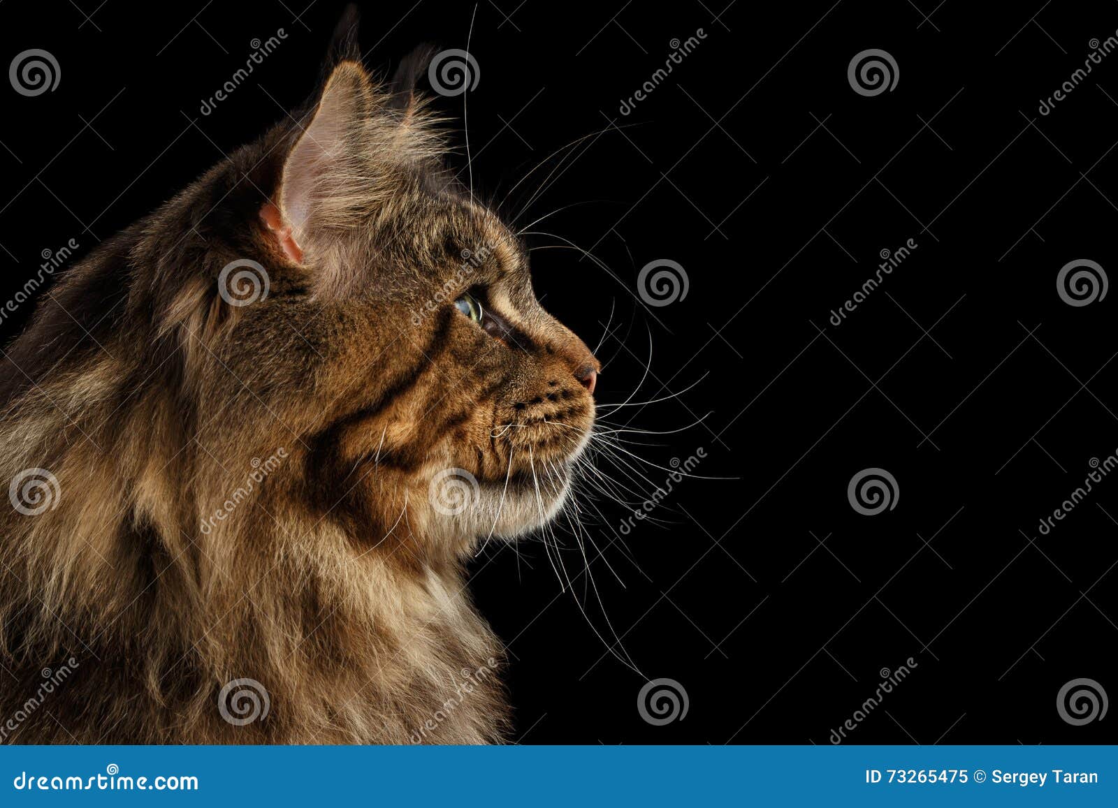 closeup huge maine coon cat profile looks,  black background